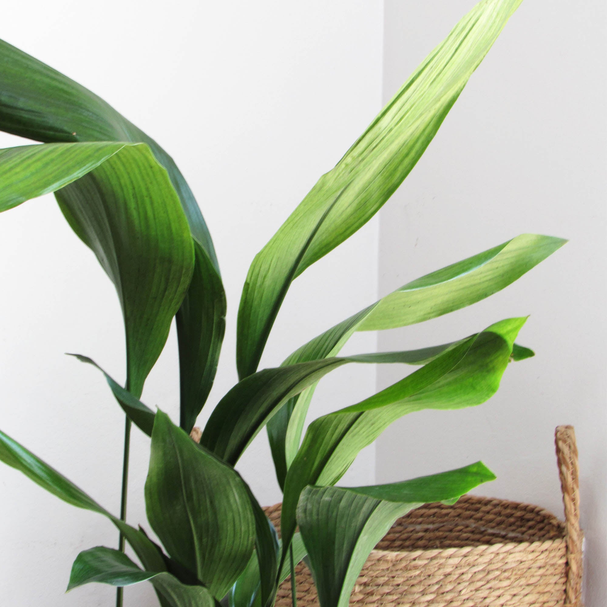 Aspidistra L