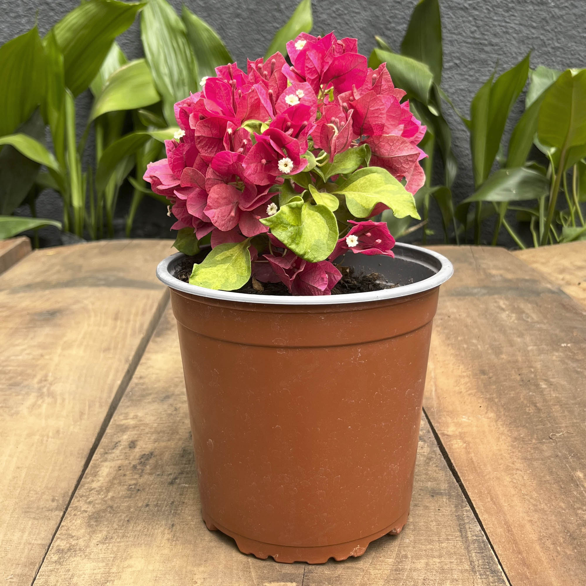 Bugambilia Compacta Fucsia S