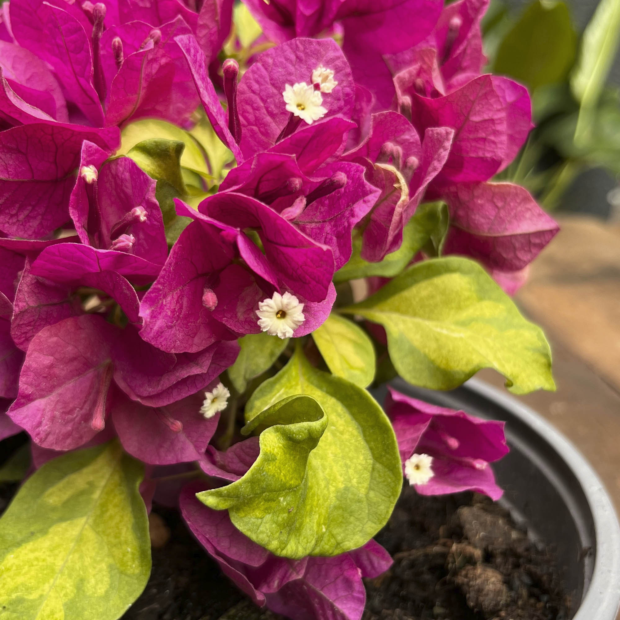 Bugambilia Compacta Fucsia S