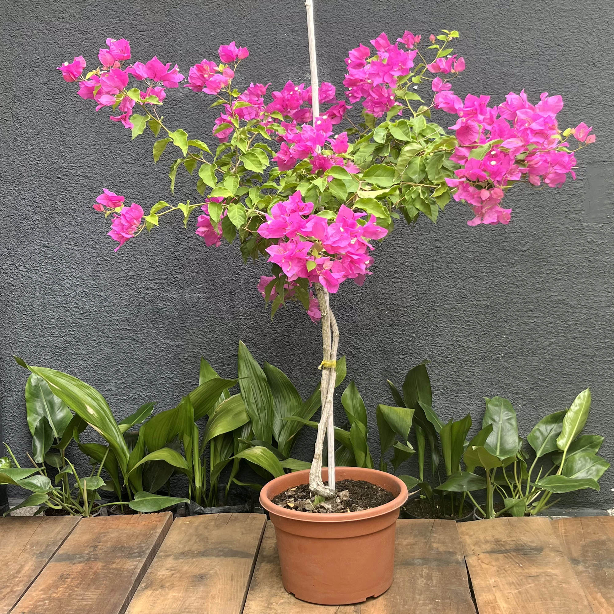 Bugambilia Fucsia Pie Alto XL