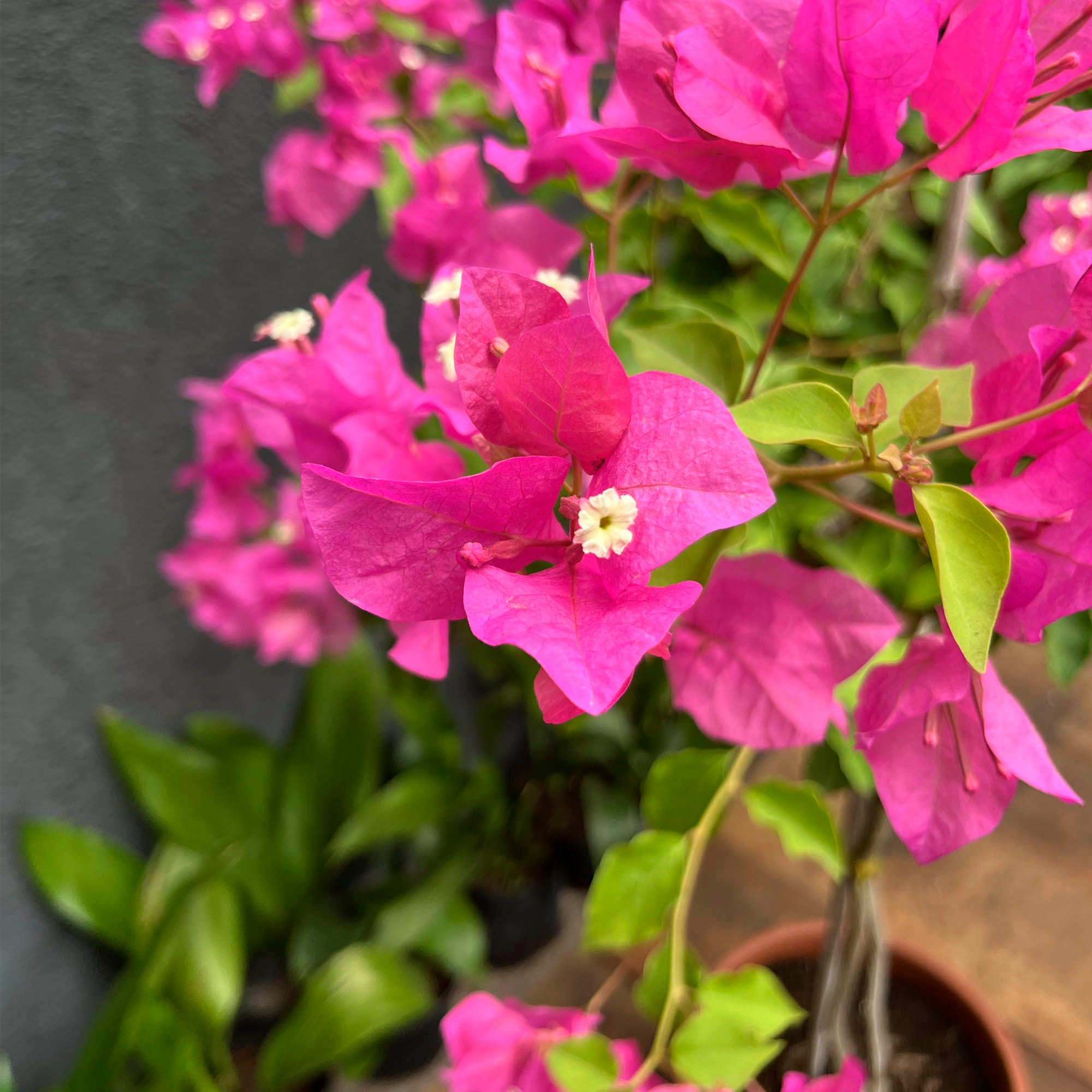 Bugambilia Fucsia Pie Alto XL