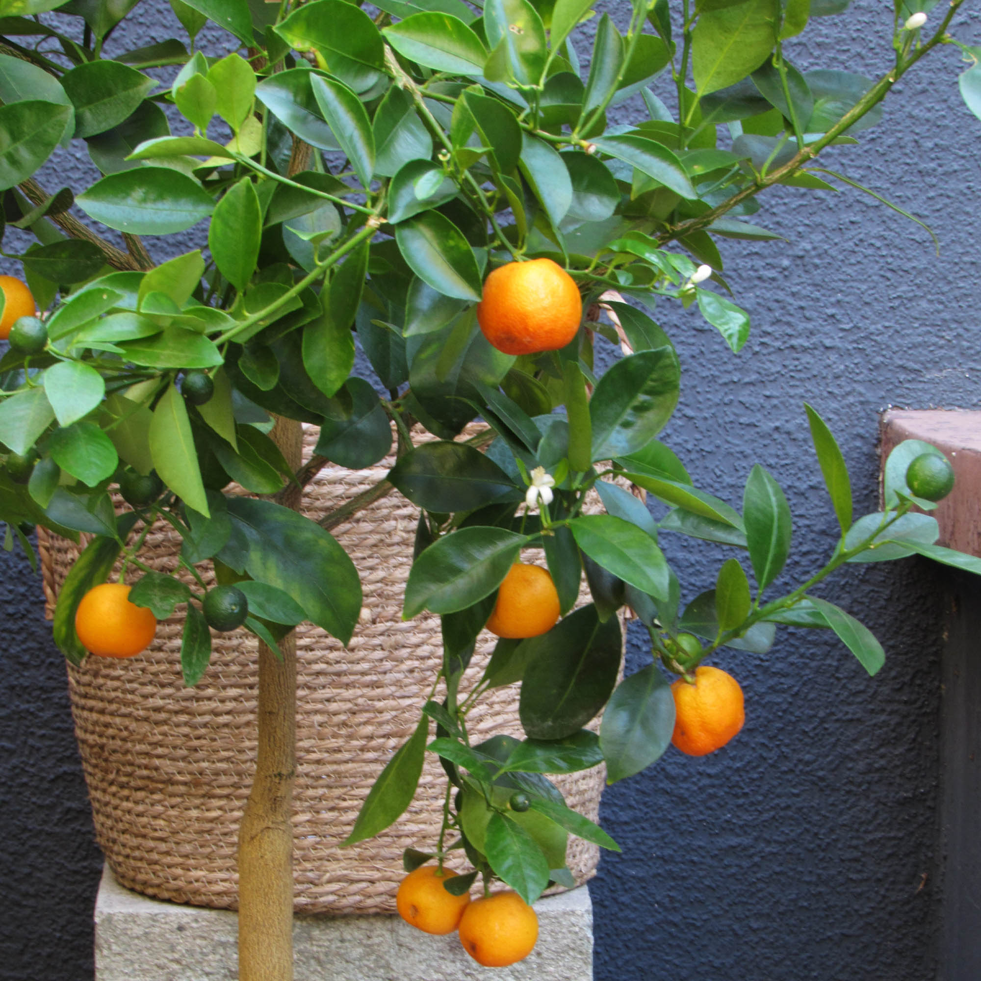 Calamondín XL