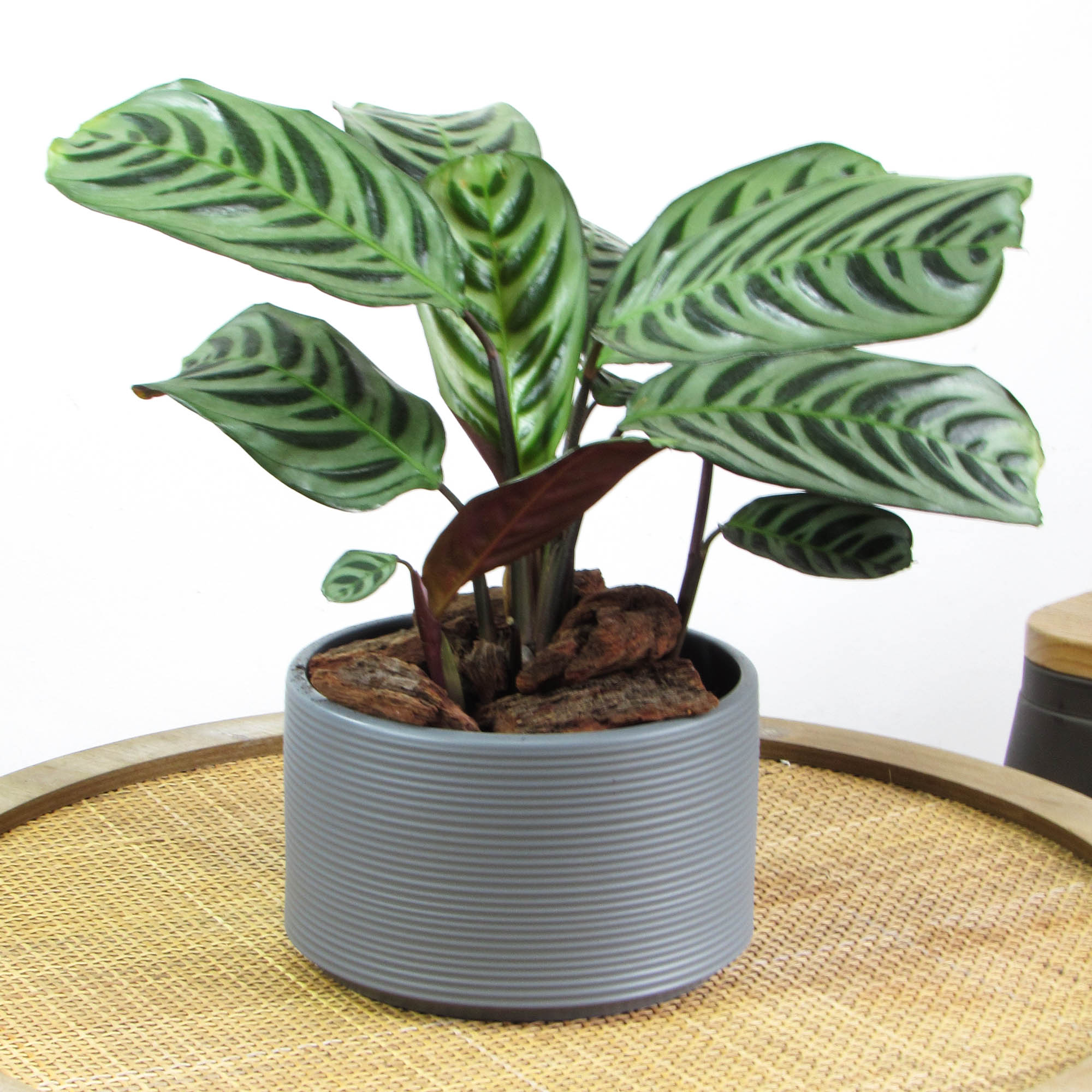 Calathea Fishbone M
