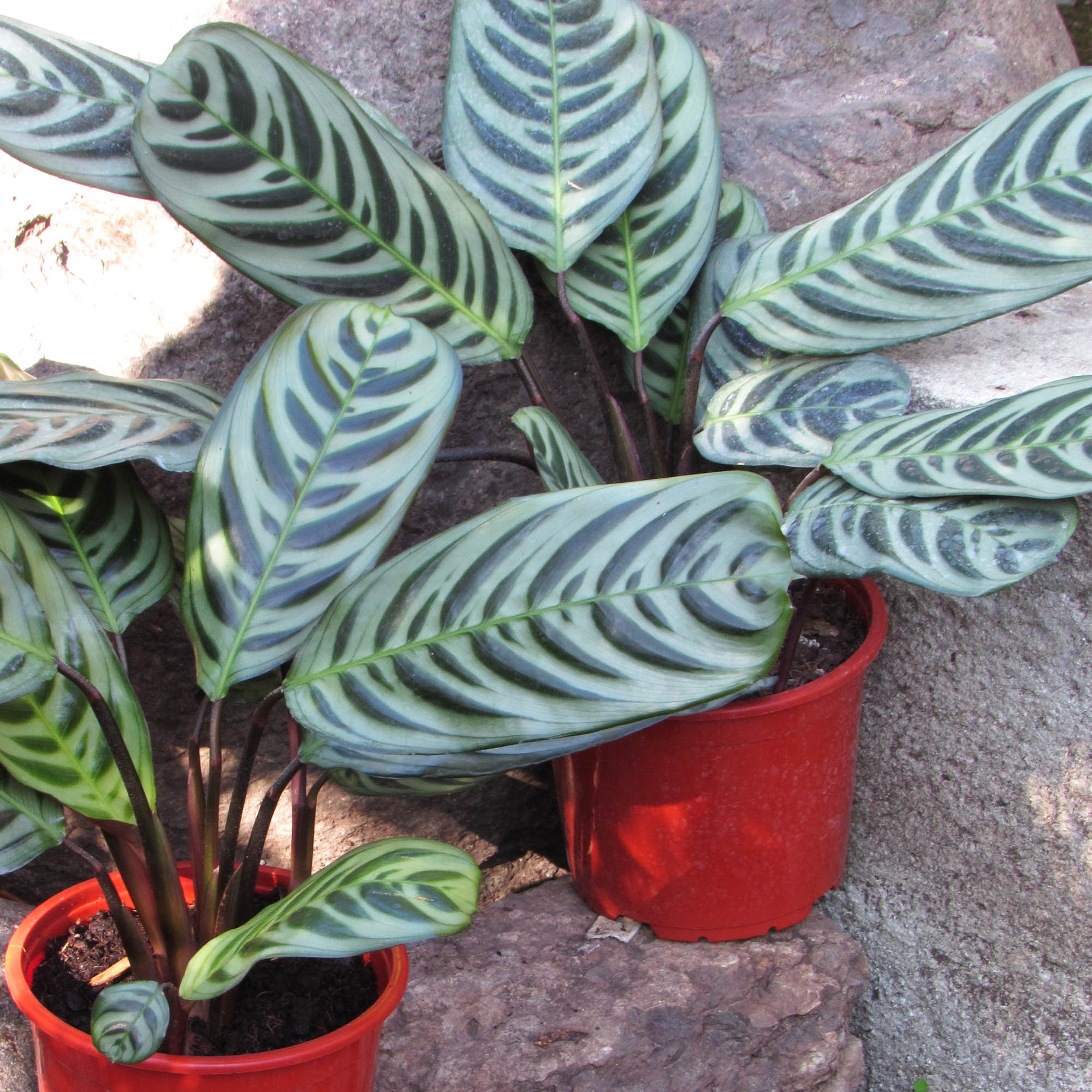 Calathea Fishbone M