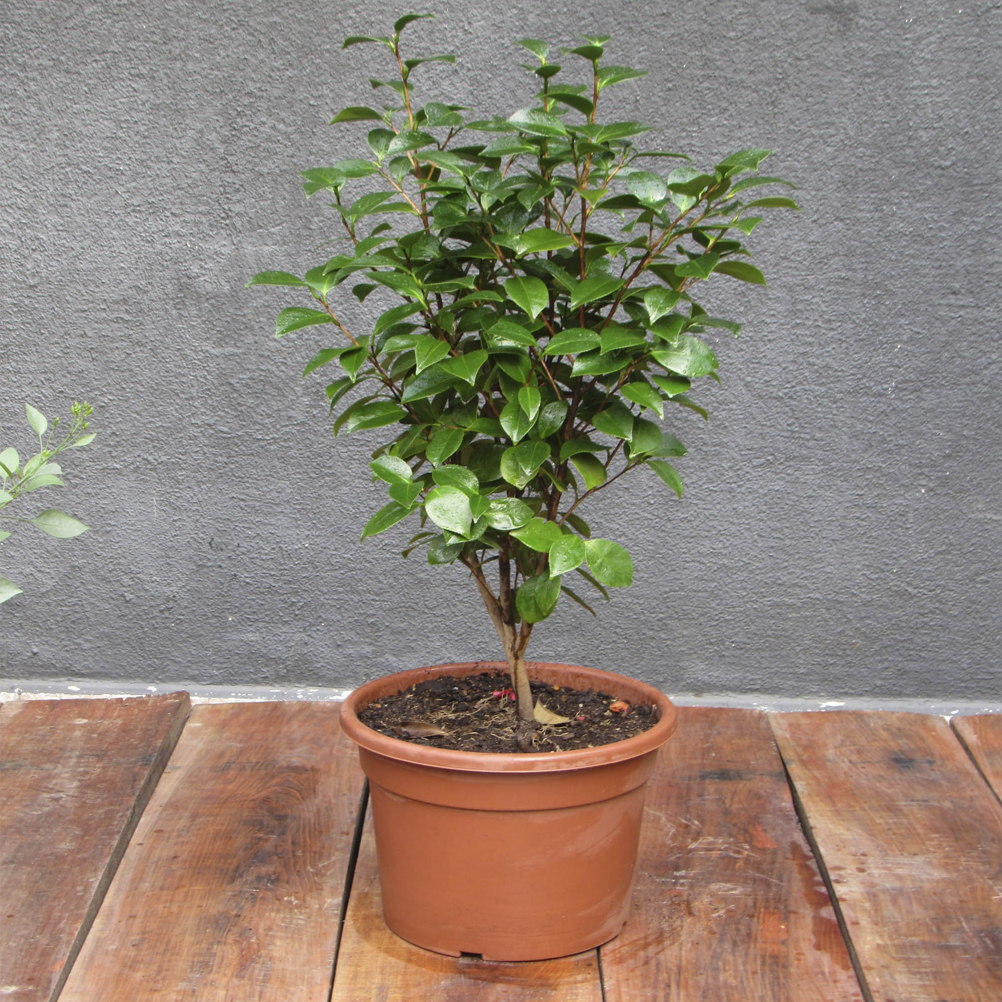 Camelia fucsia L