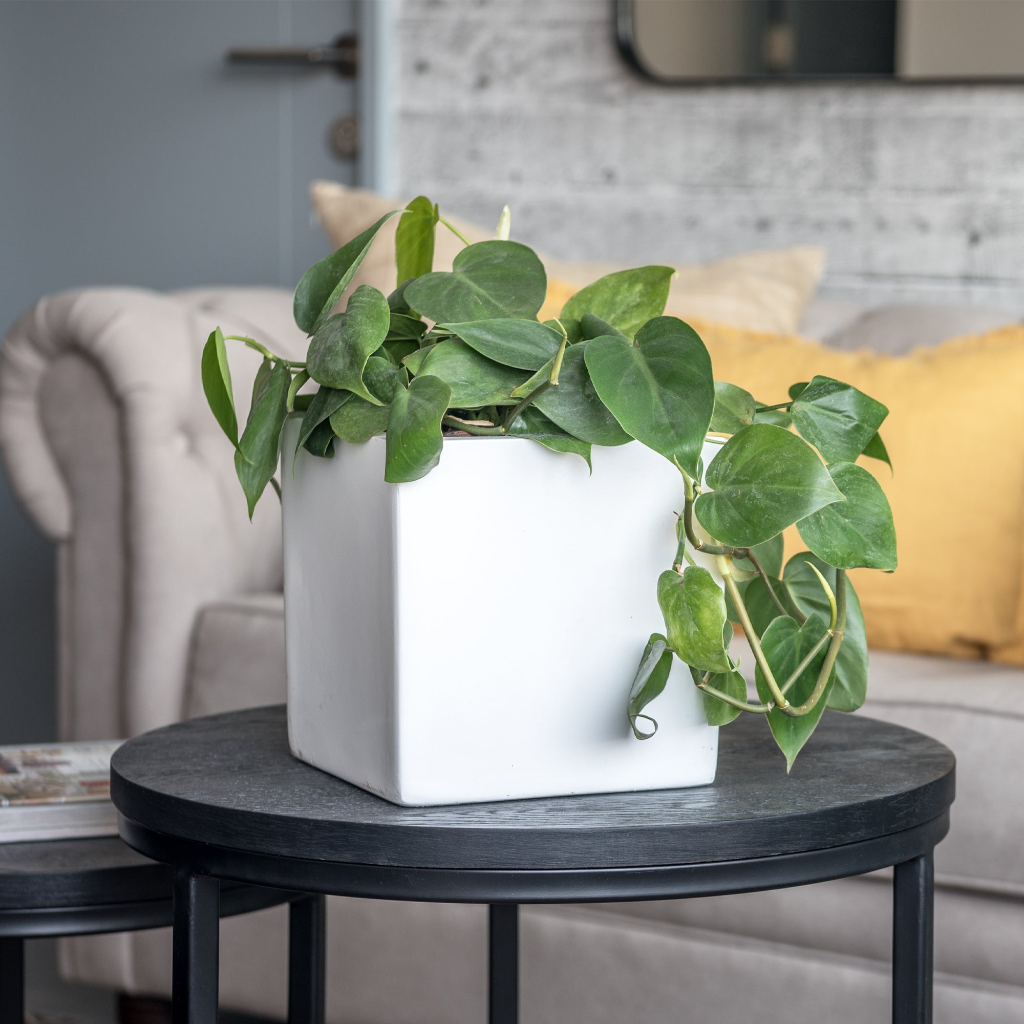 Philodendro Cordatum M