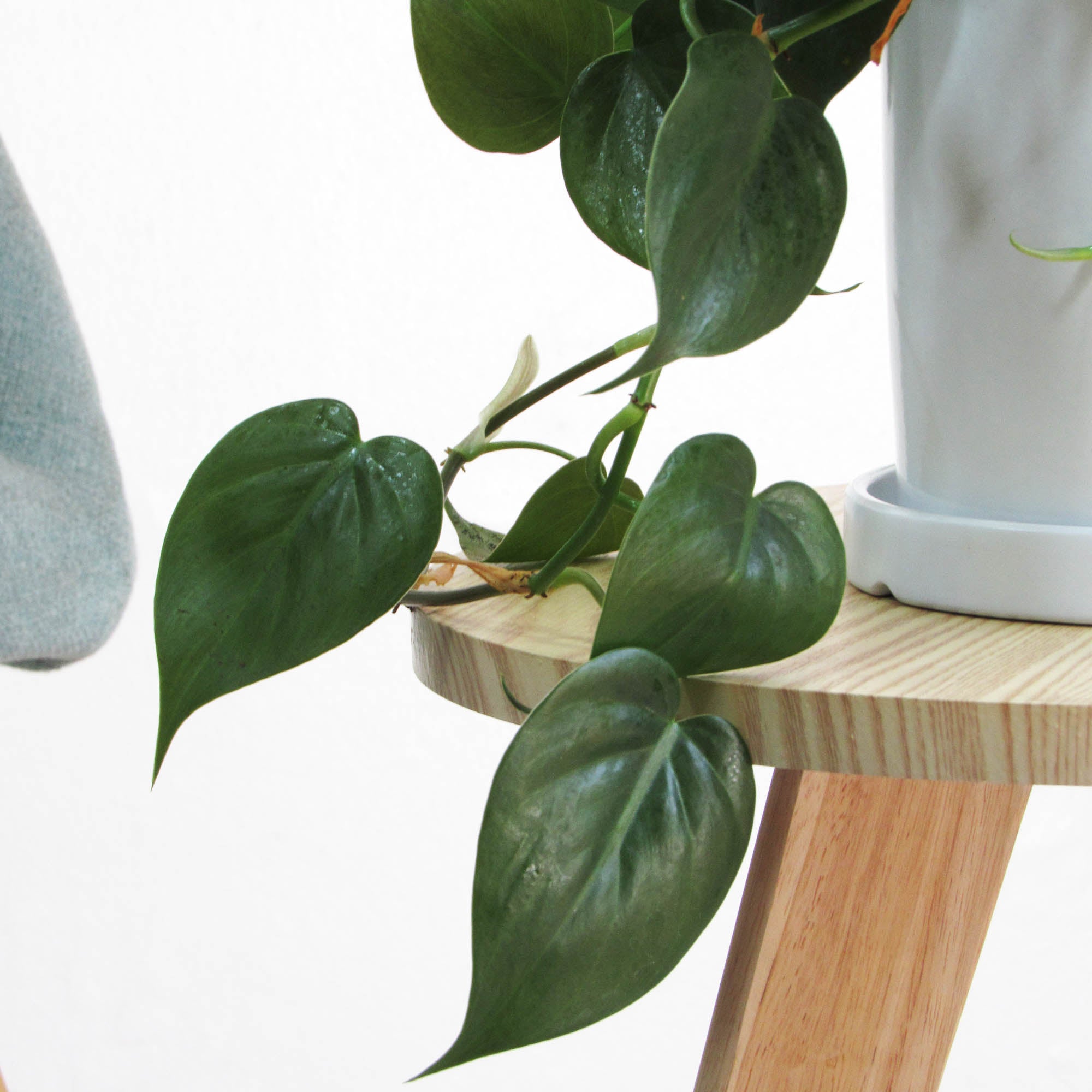 Philodendro Cordatum M