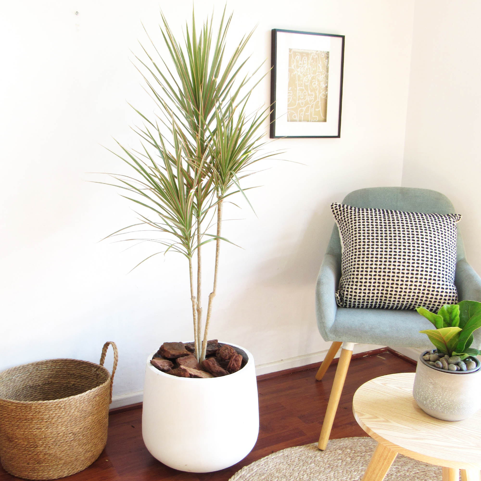 Dracena colorama trío XL