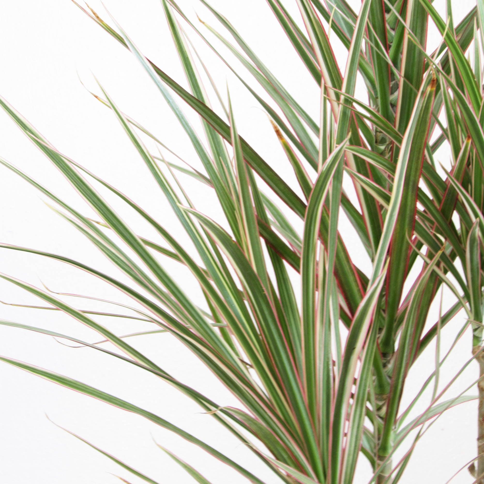 Dracena colorama trío XL