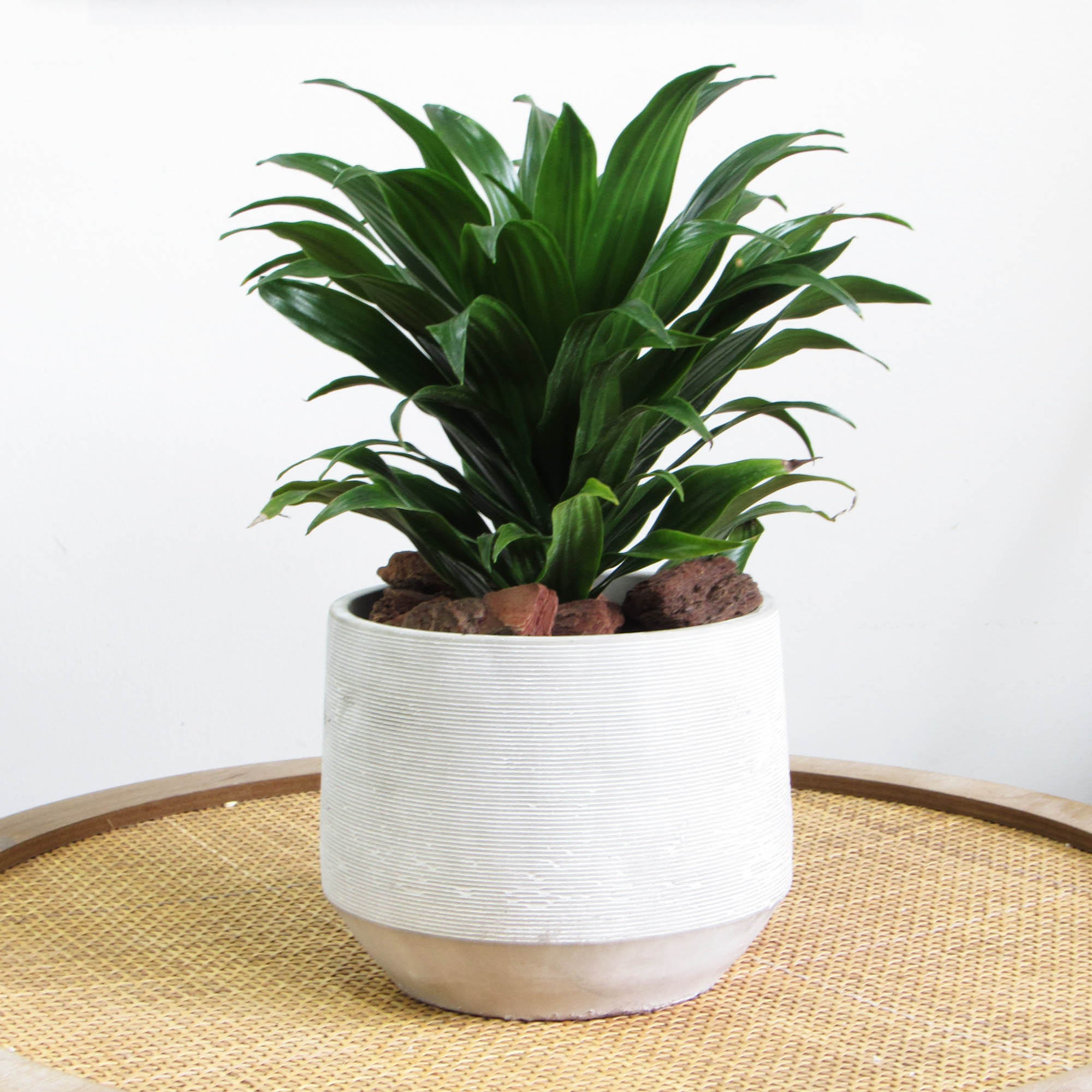 dracaena pequeña Dracena compacta M – DECOPLANTAS