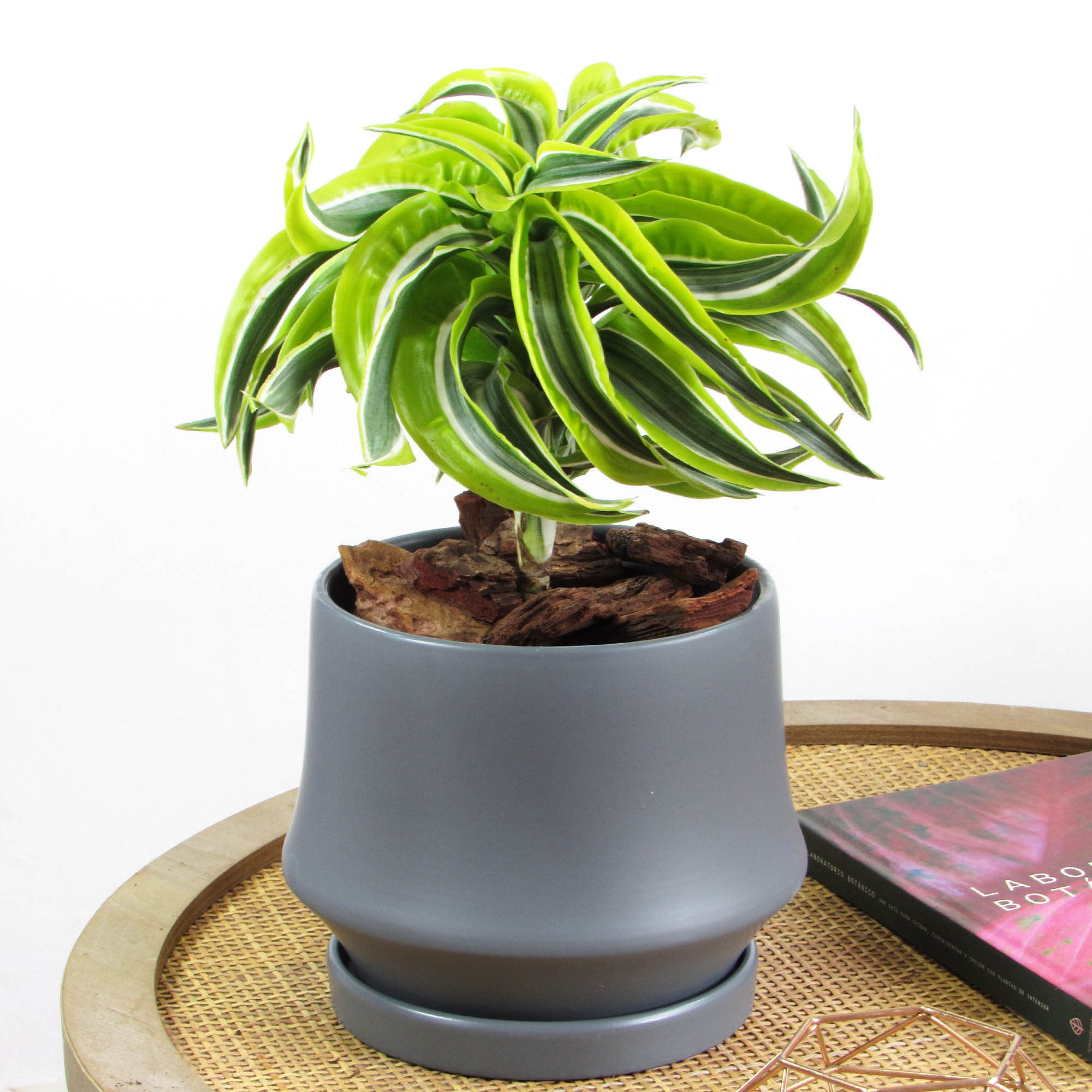 Dracena lemon surprice M