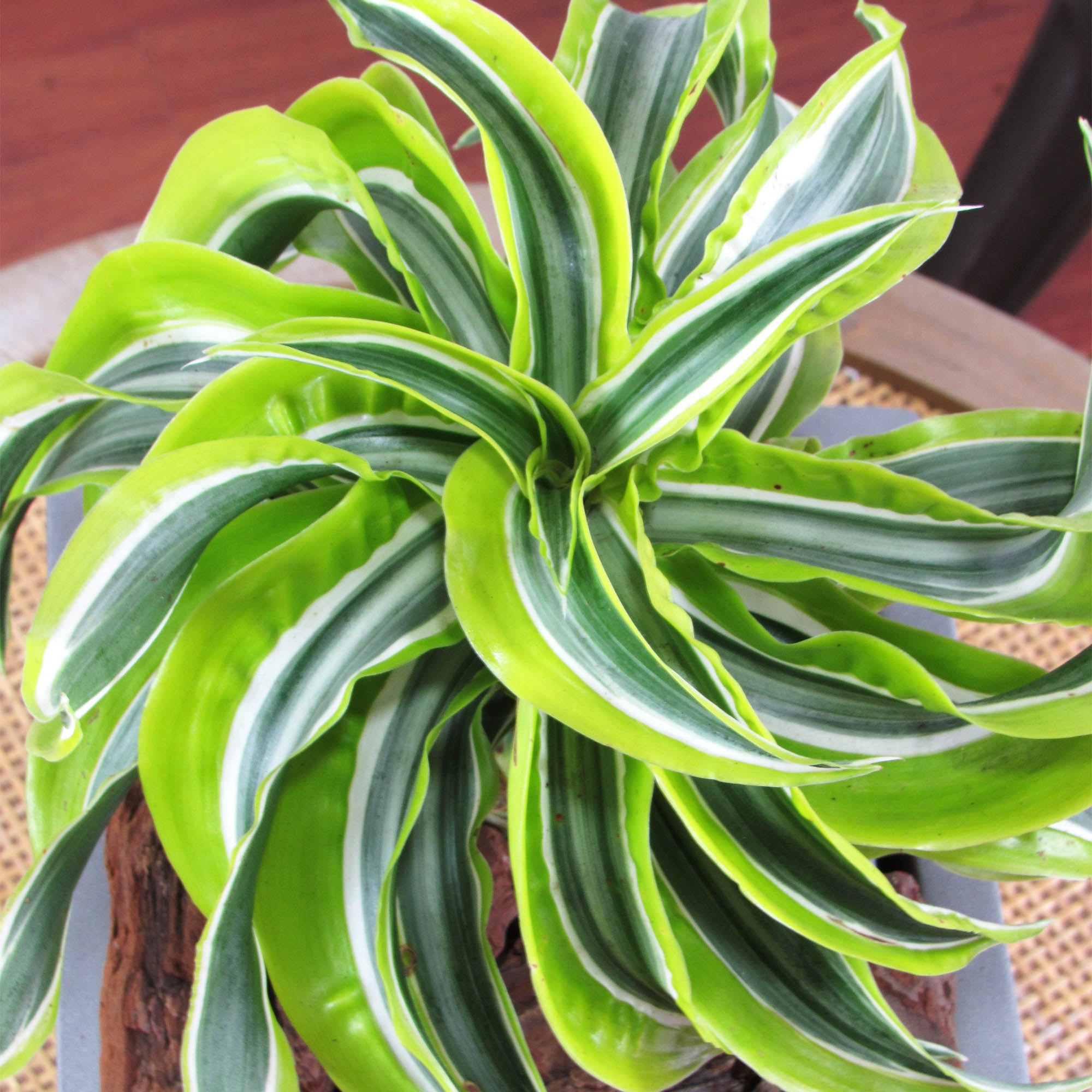 Dracena lemon surprice M