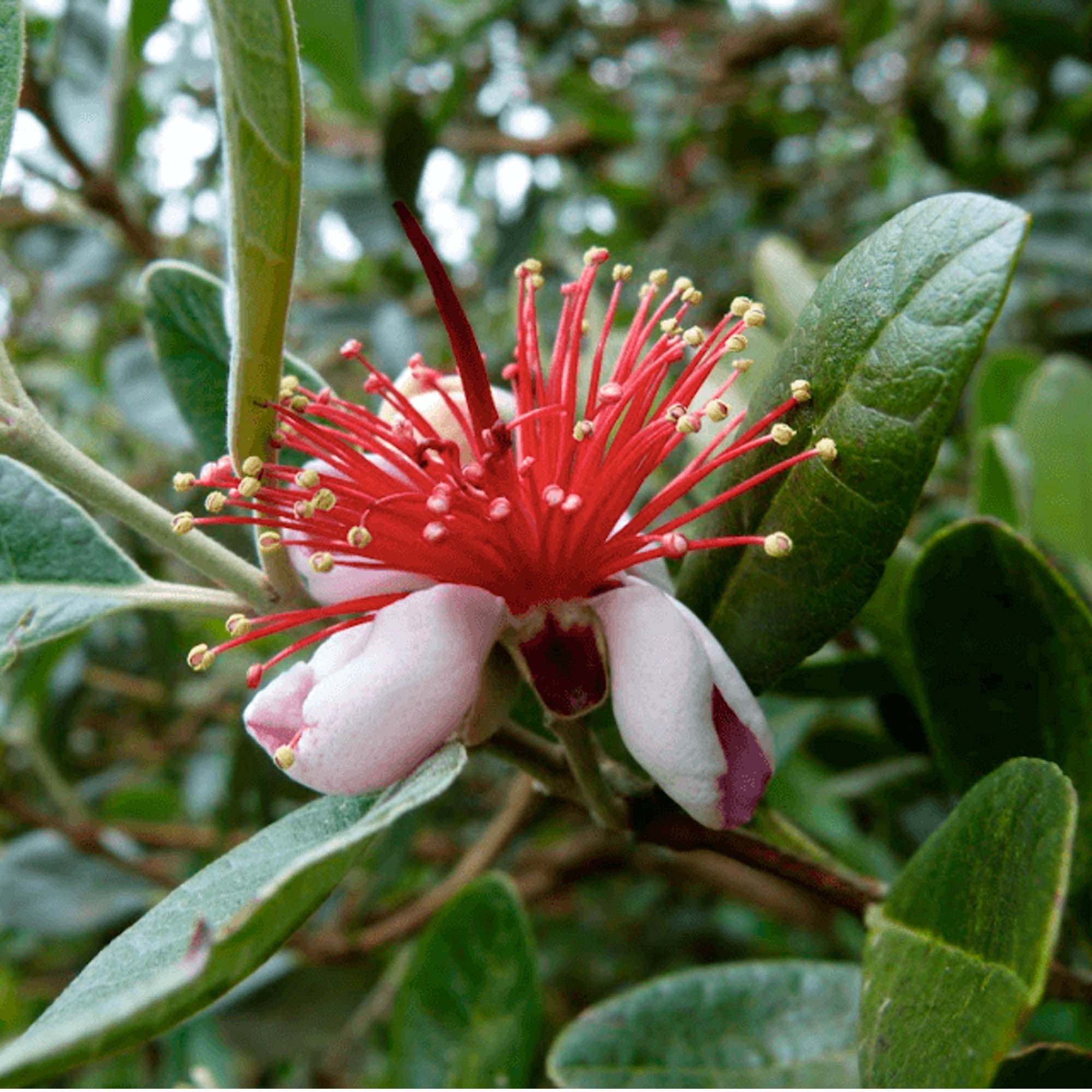 Feijoa XL