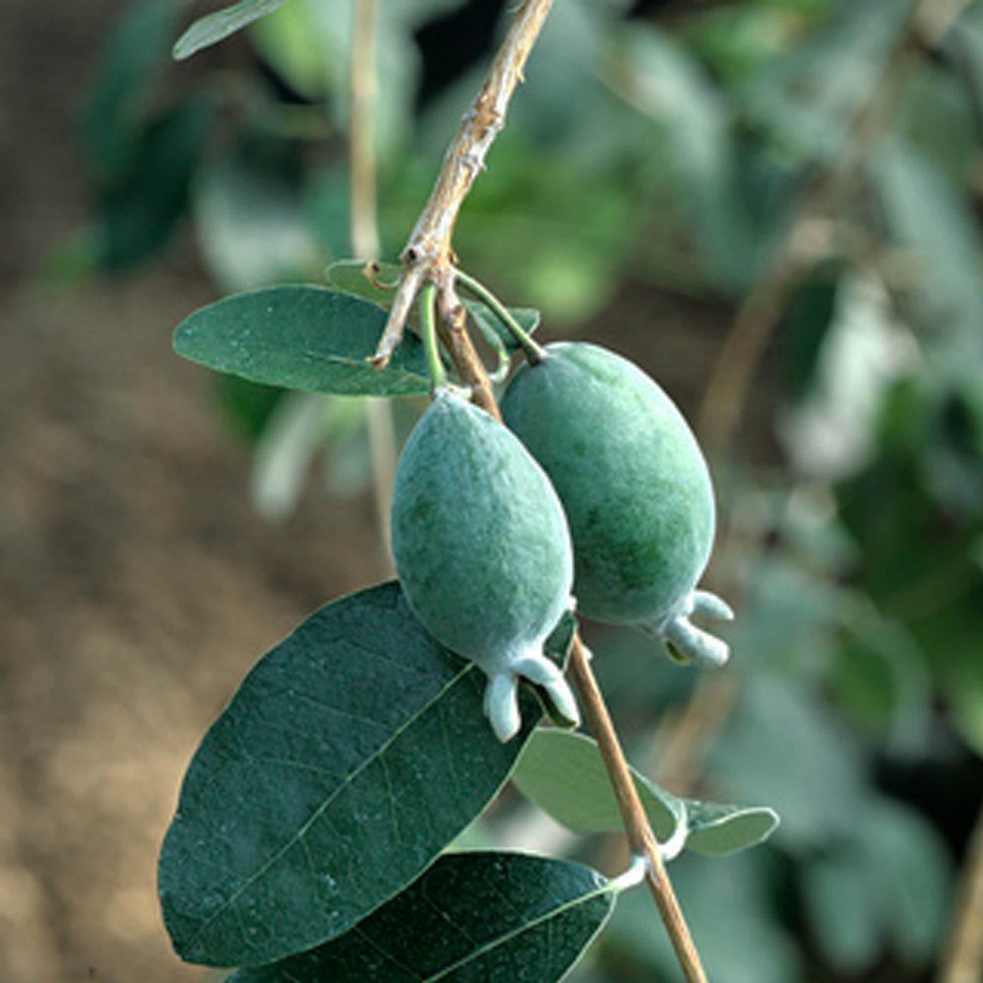 Feijoa XL