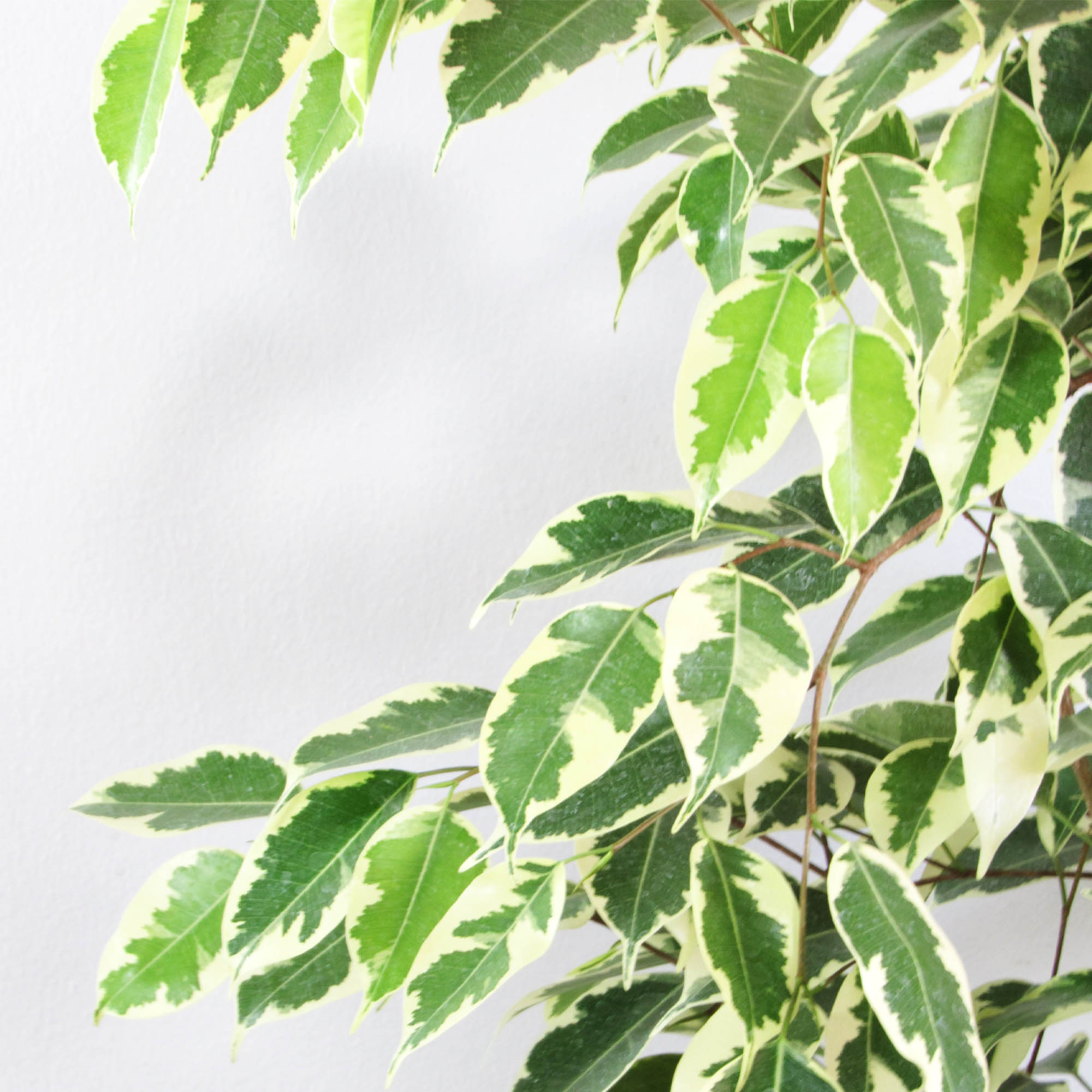 Ficus benjamina variegado XL