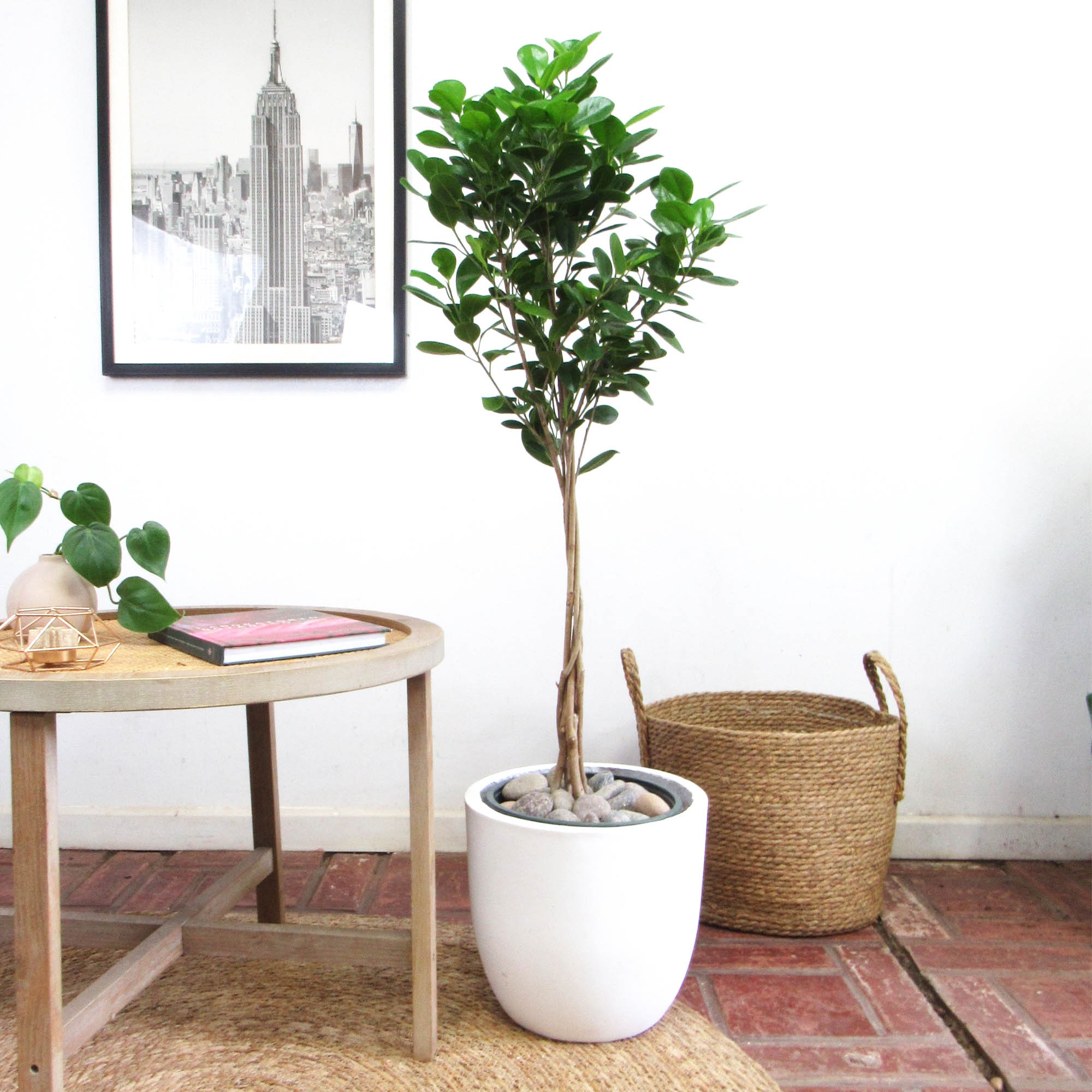 Ficus Moclame Trenzado L