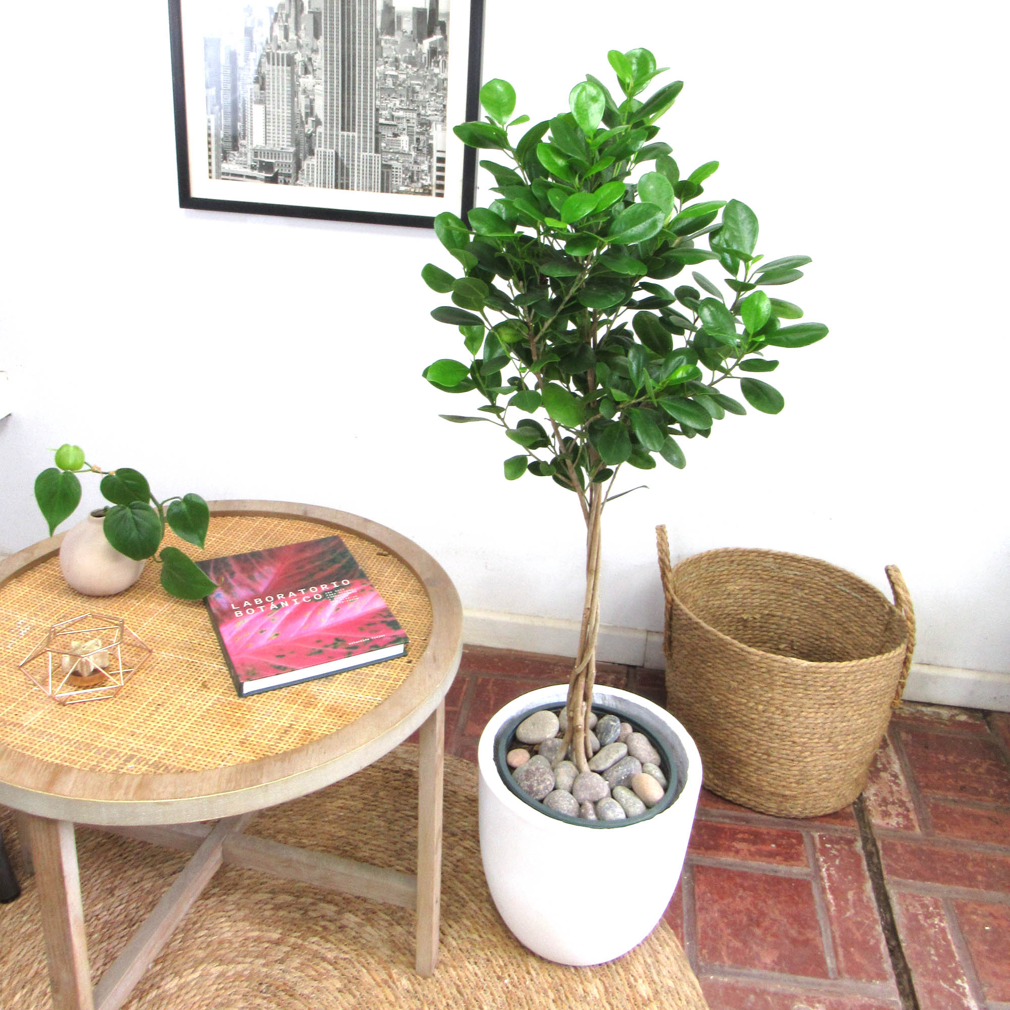 Ficus Moclame Trenzado L