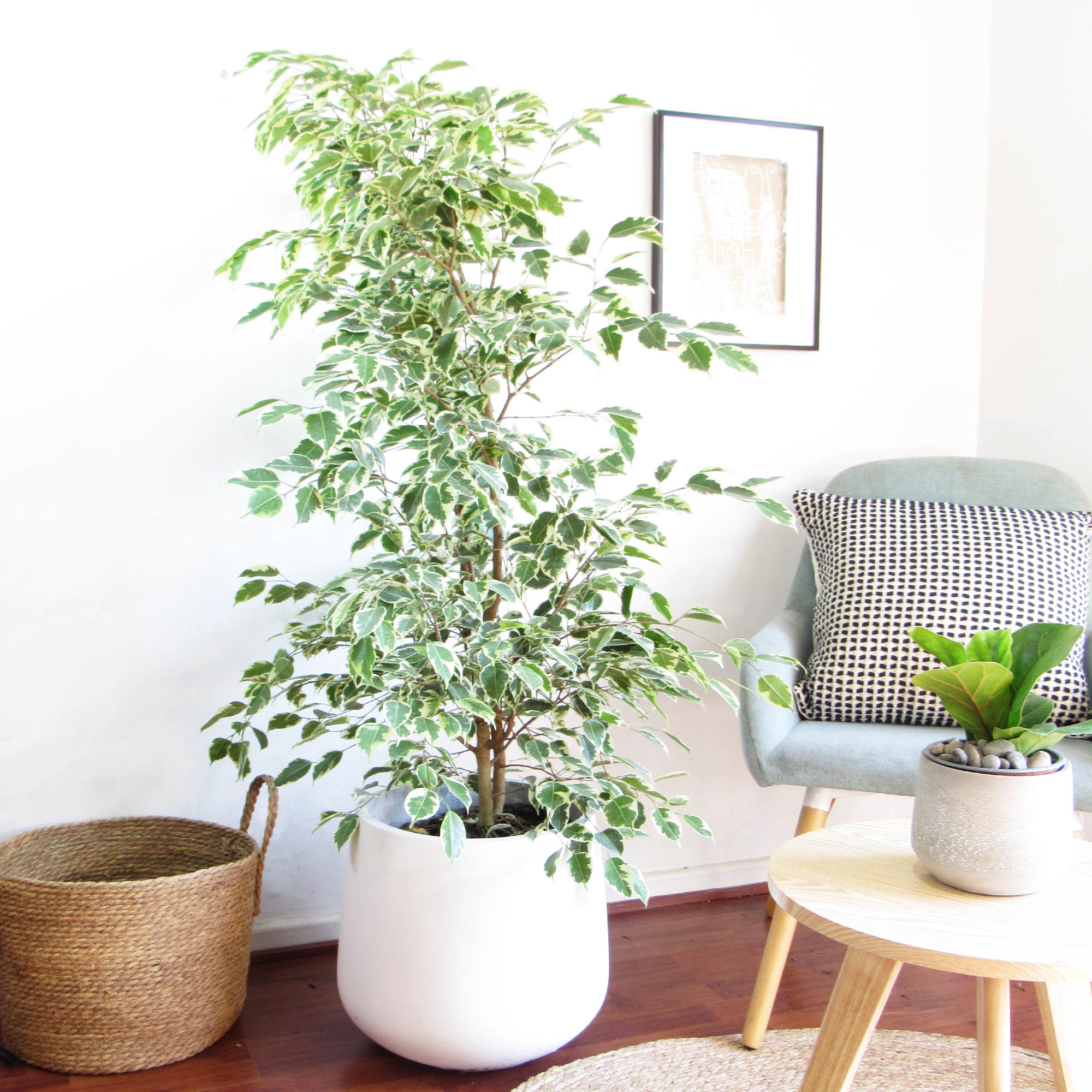 Ficus benjamina variegado XL