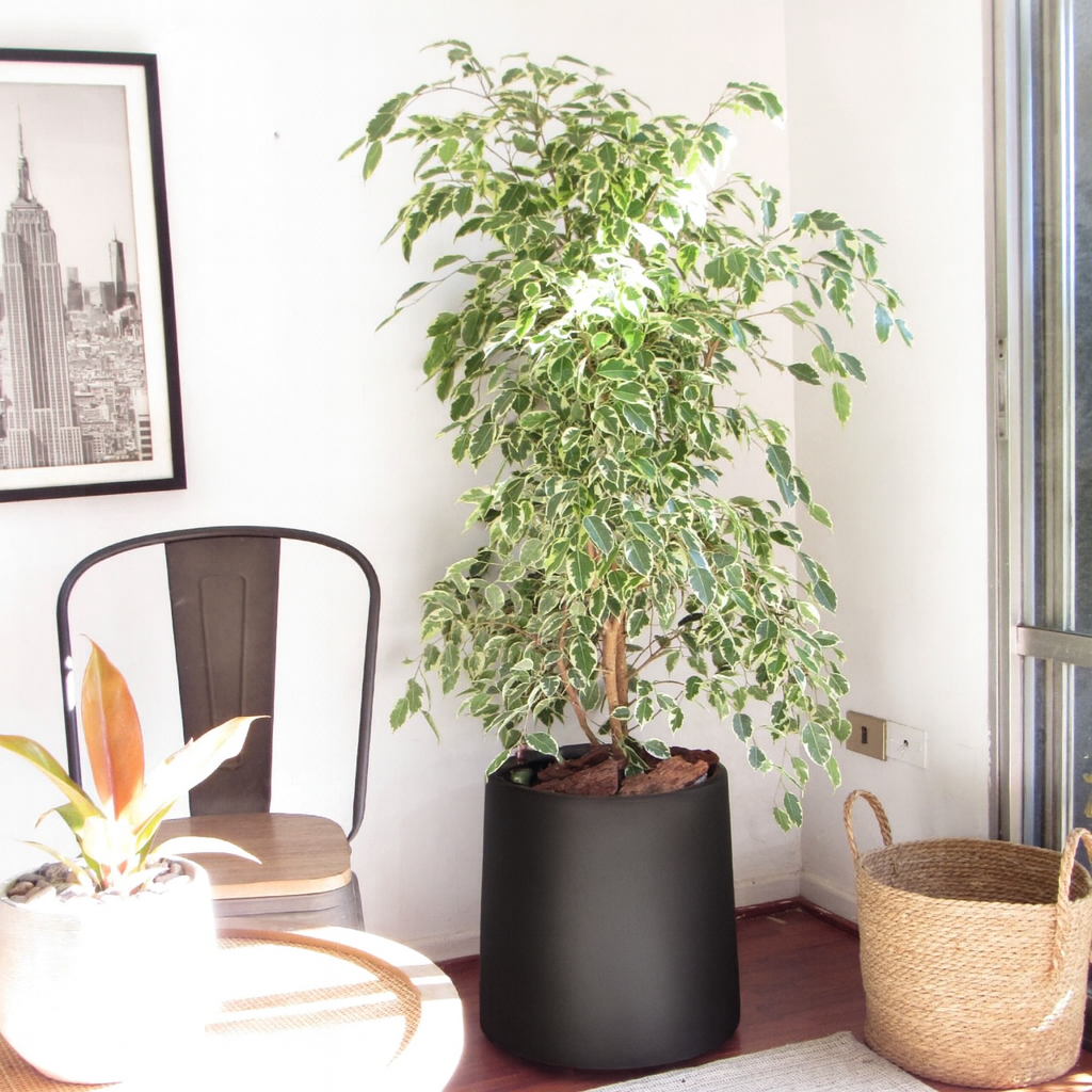 Ficus benjamina variegado XL