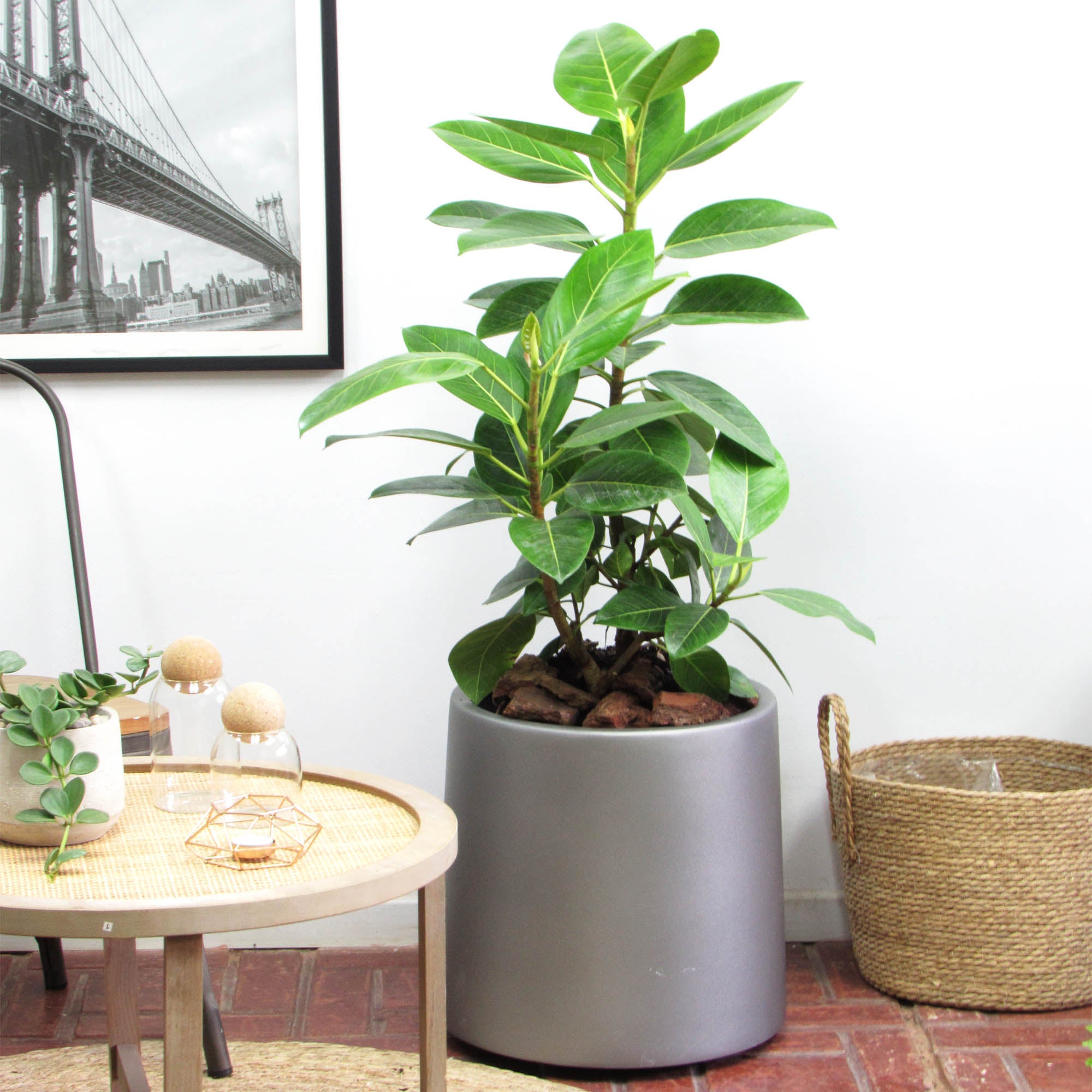 Ficus altissima XL