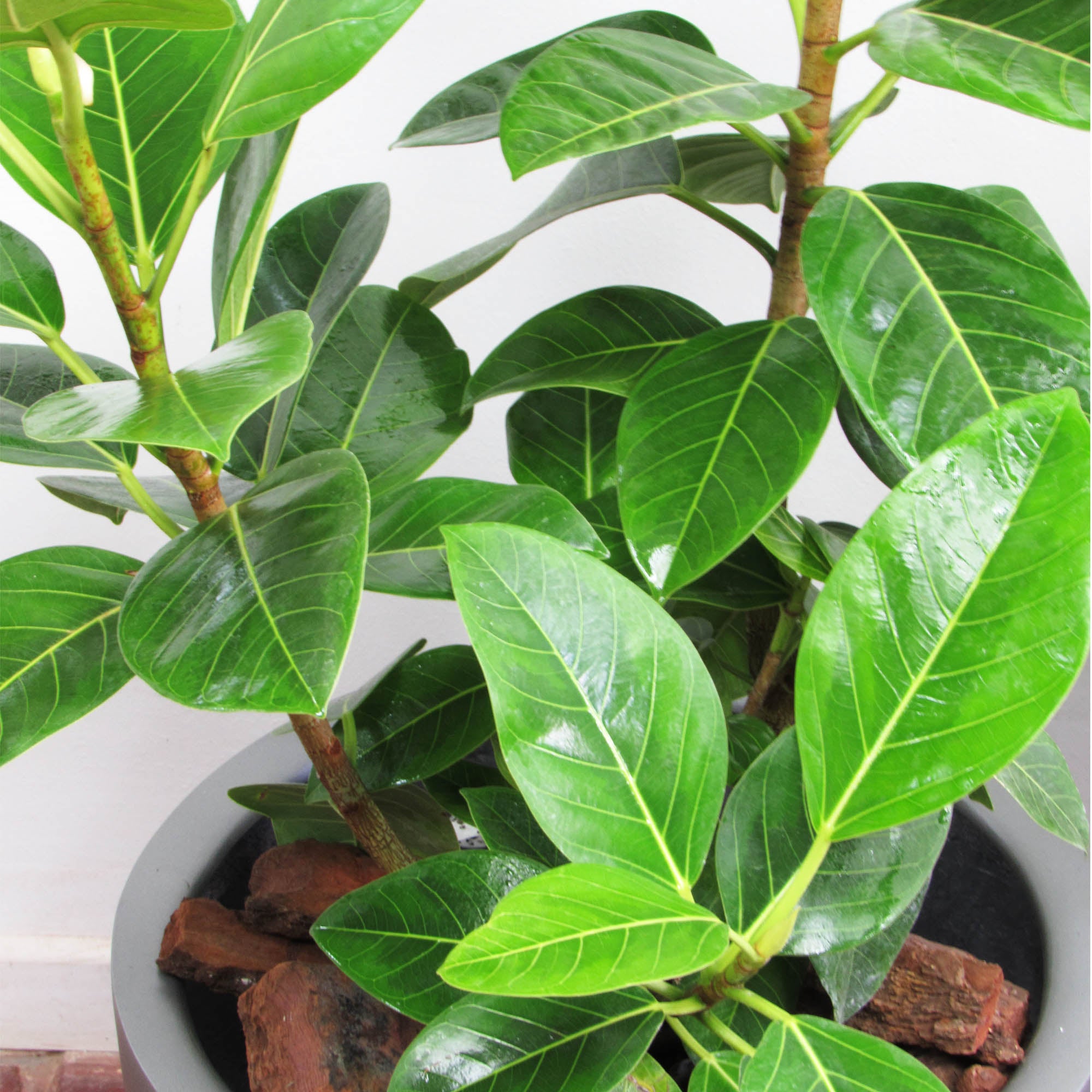 Ficus altissima XL
