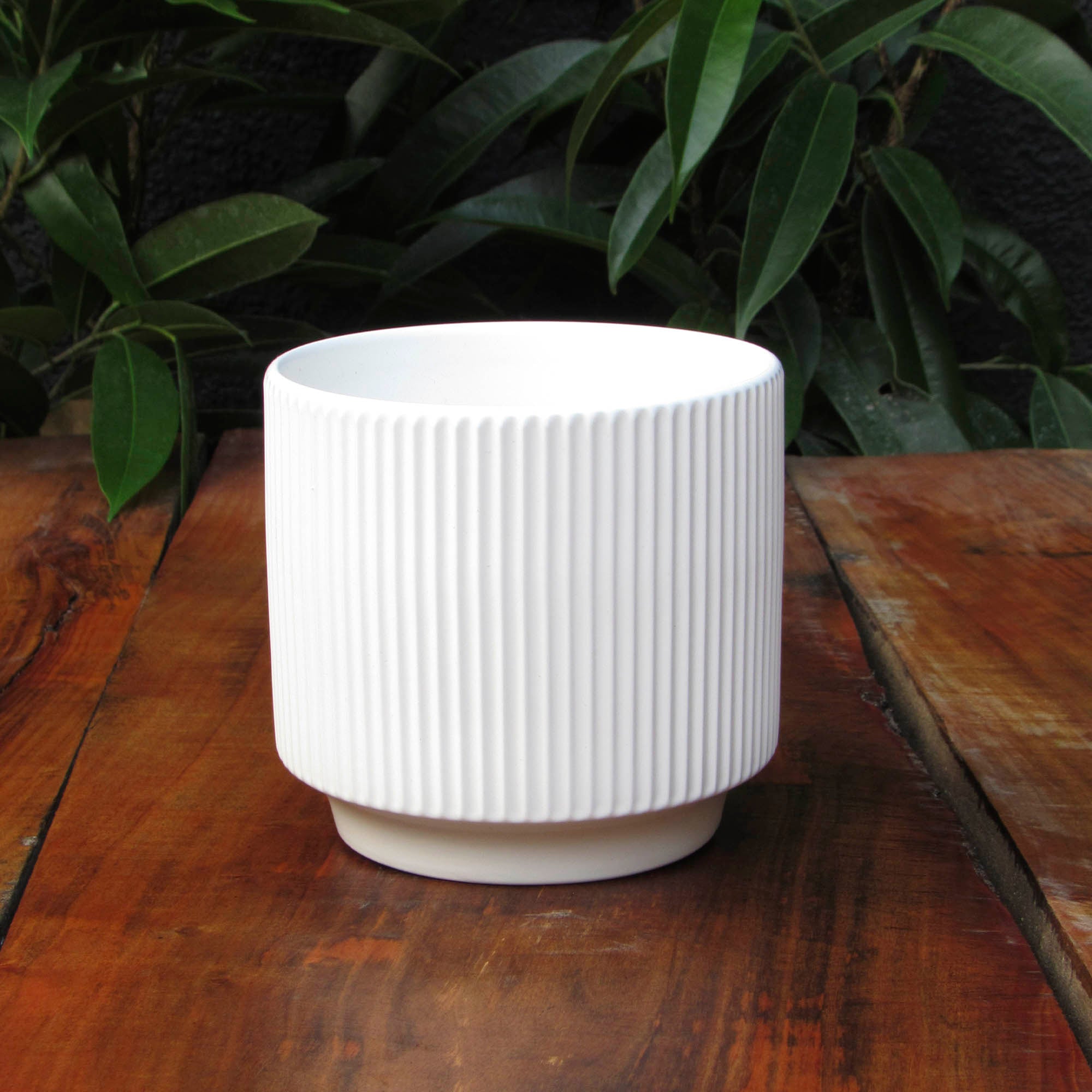 Rayadito blanco S