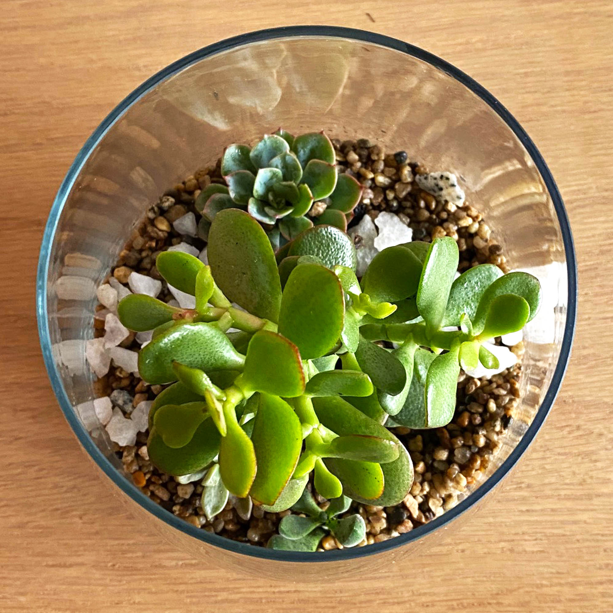 Suculentas en Vidrio