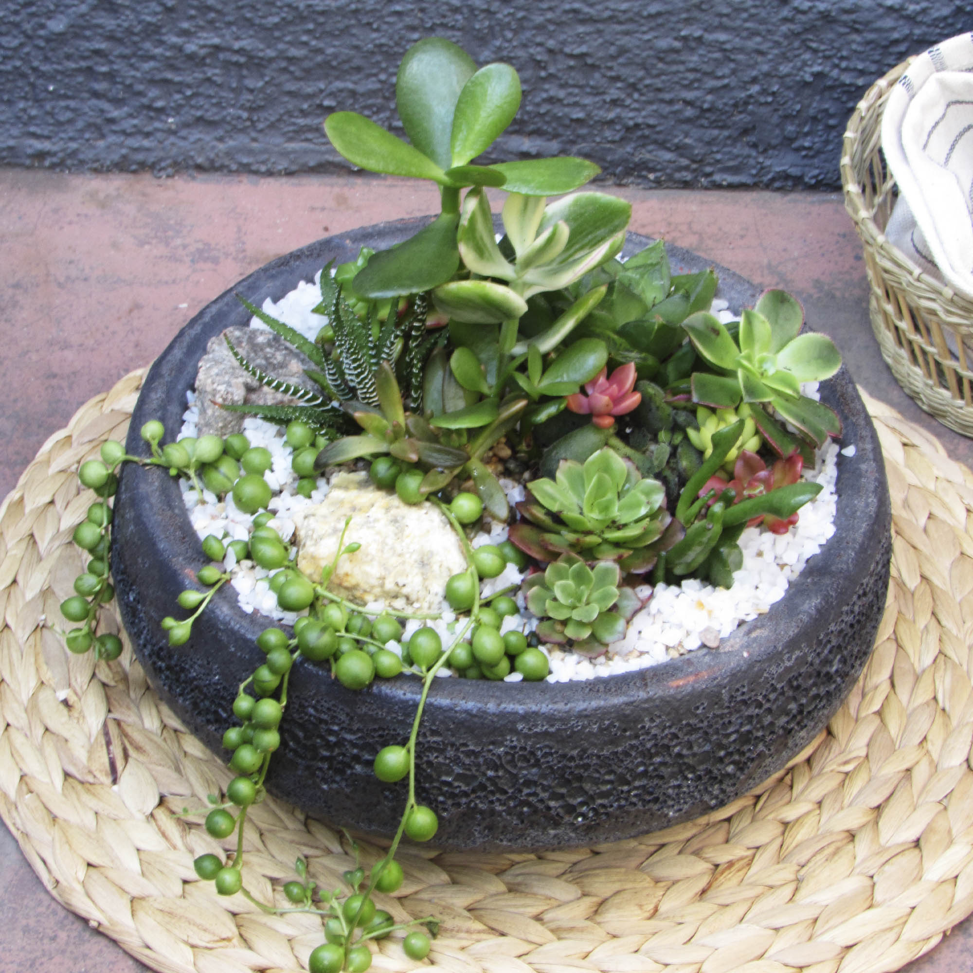 Mini jardín Suculentas Caití