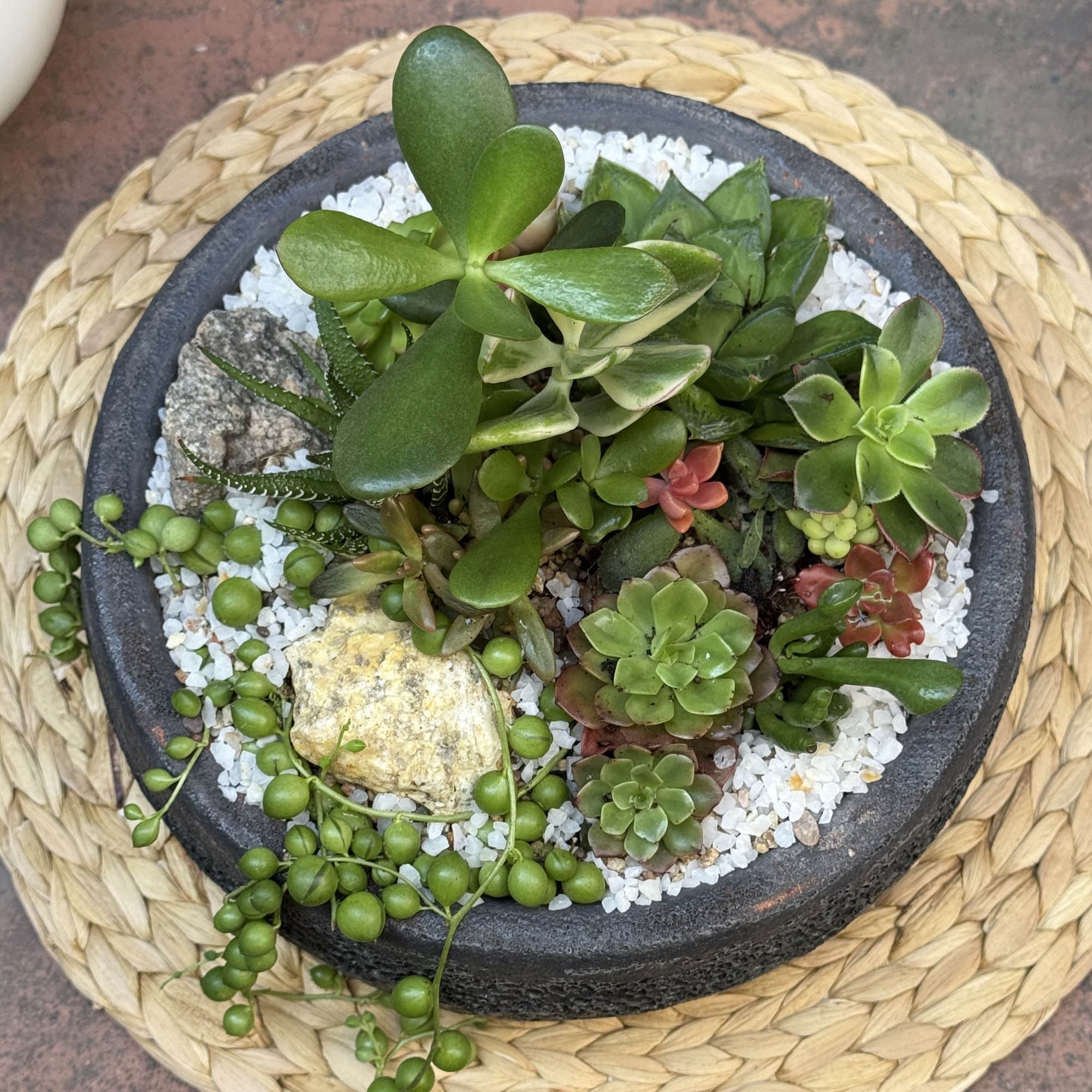 Mini jardín Suculentas Caití
