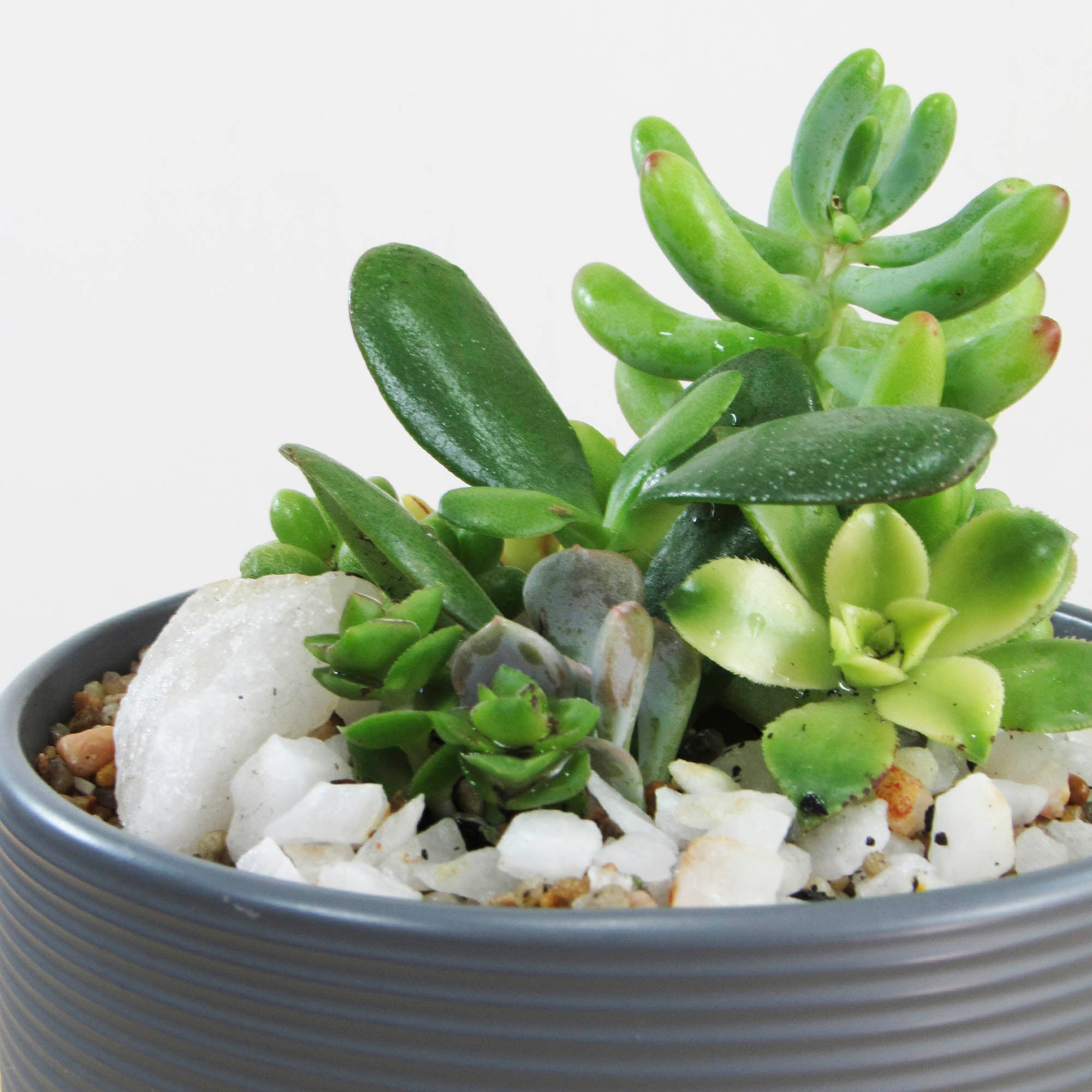 Mini Jardín Pilpilén XS