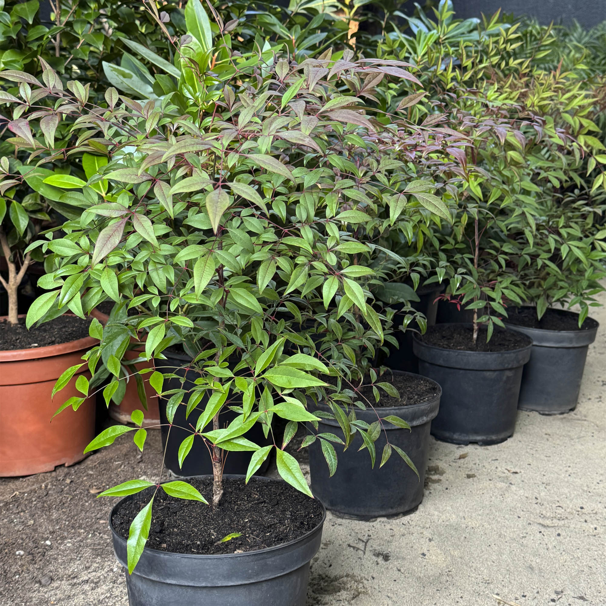 Nandina M