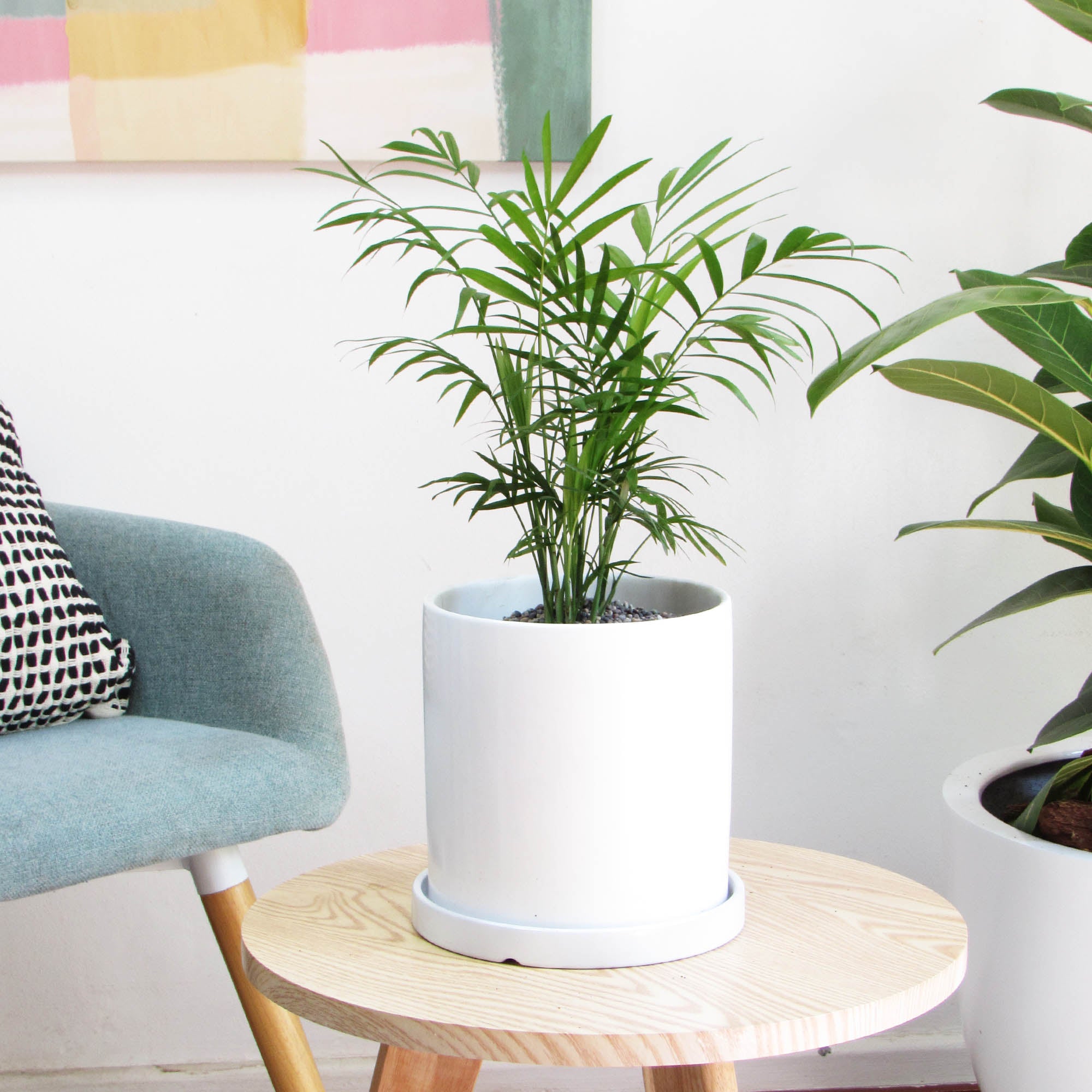 Palmera neanthe bella M