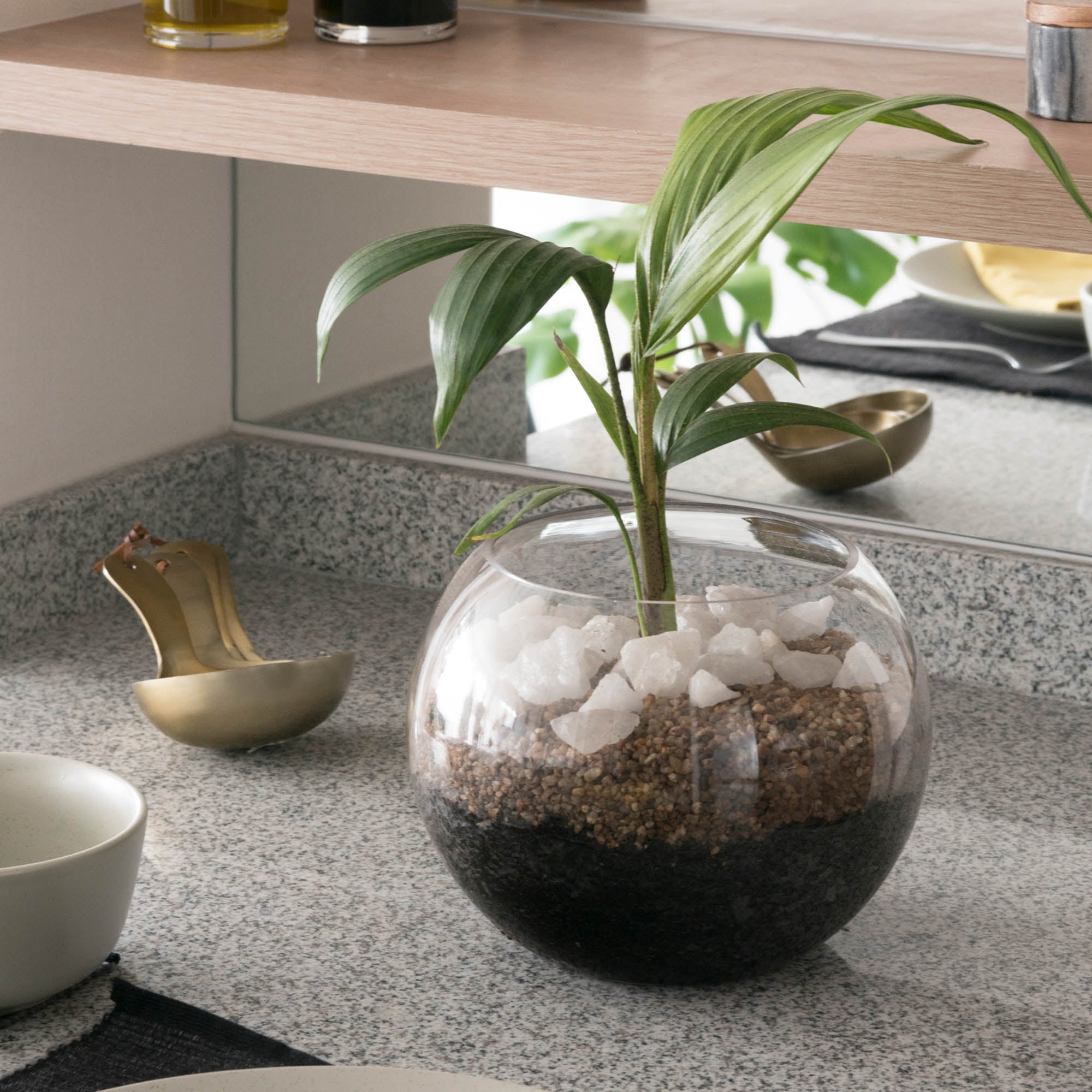 Palmera Kentia Pecera