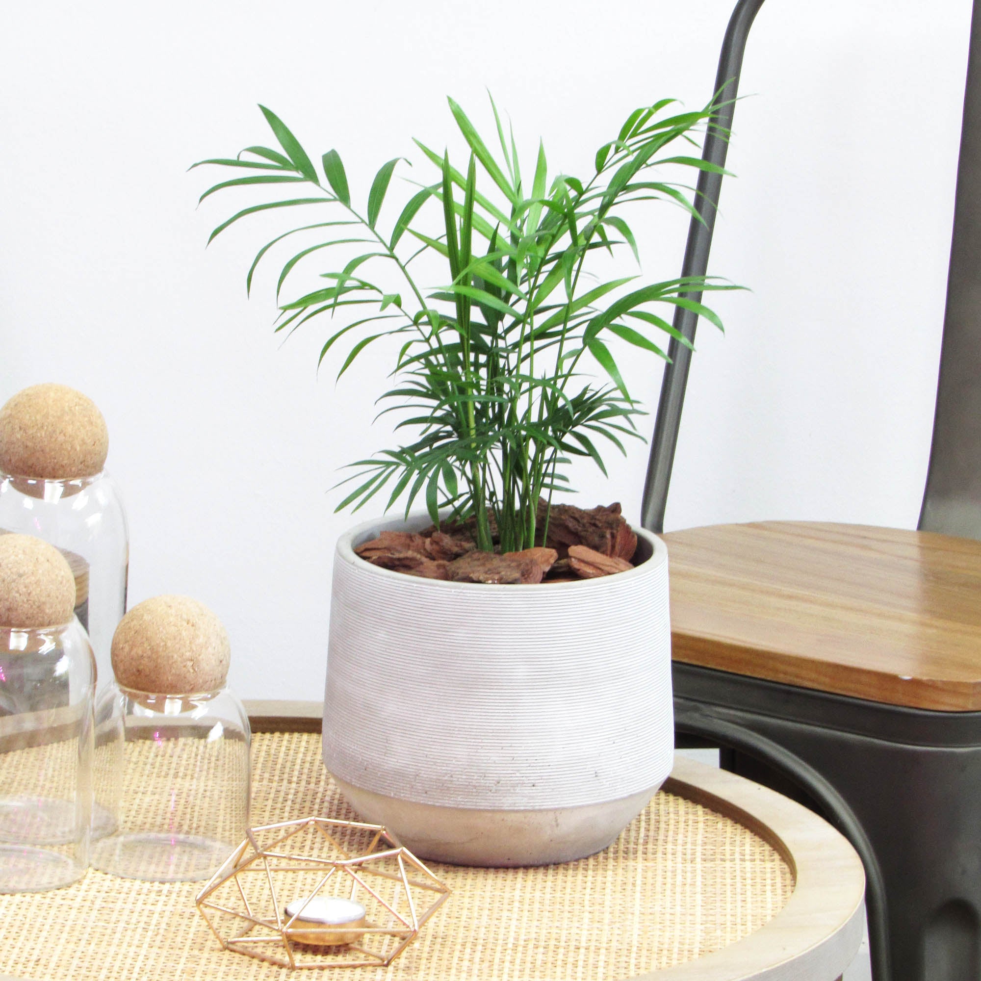 Palmera neanthe bella M