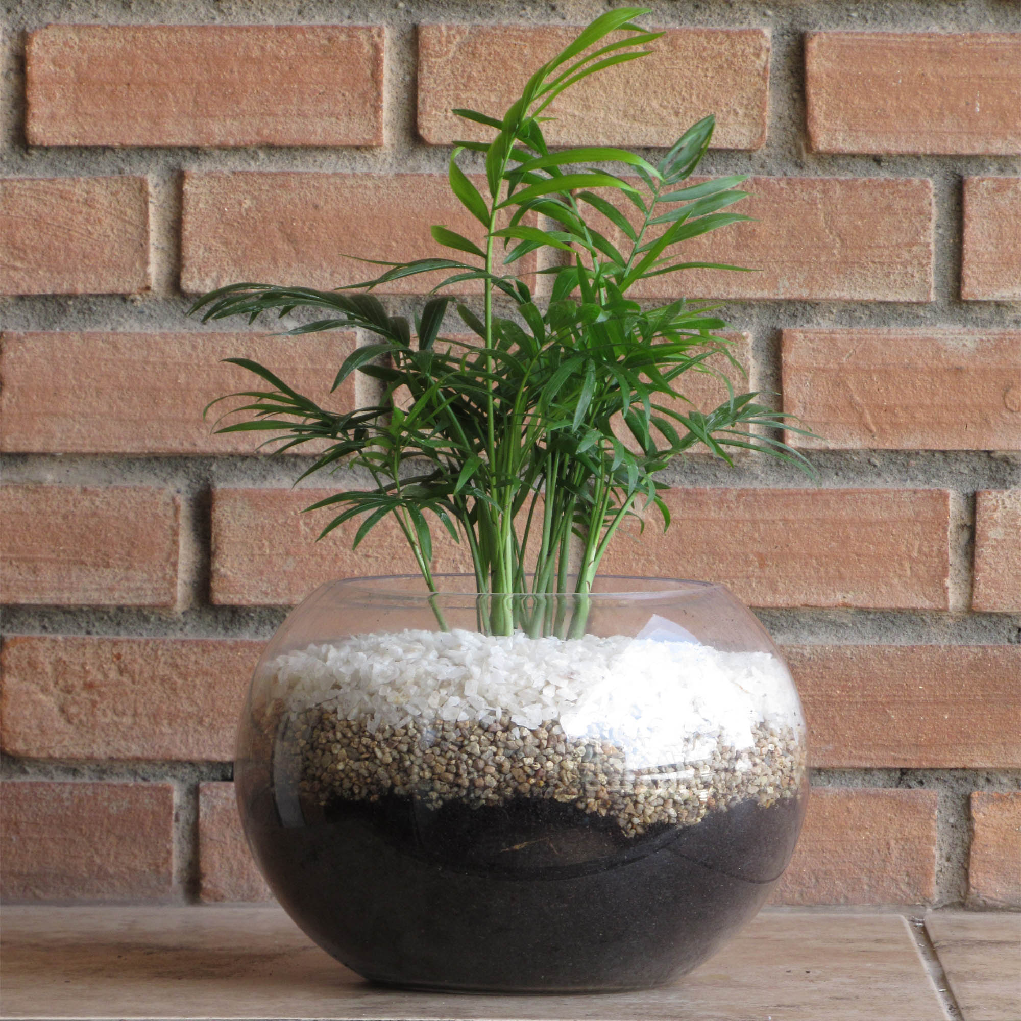 Palmera Neanthe Pecera