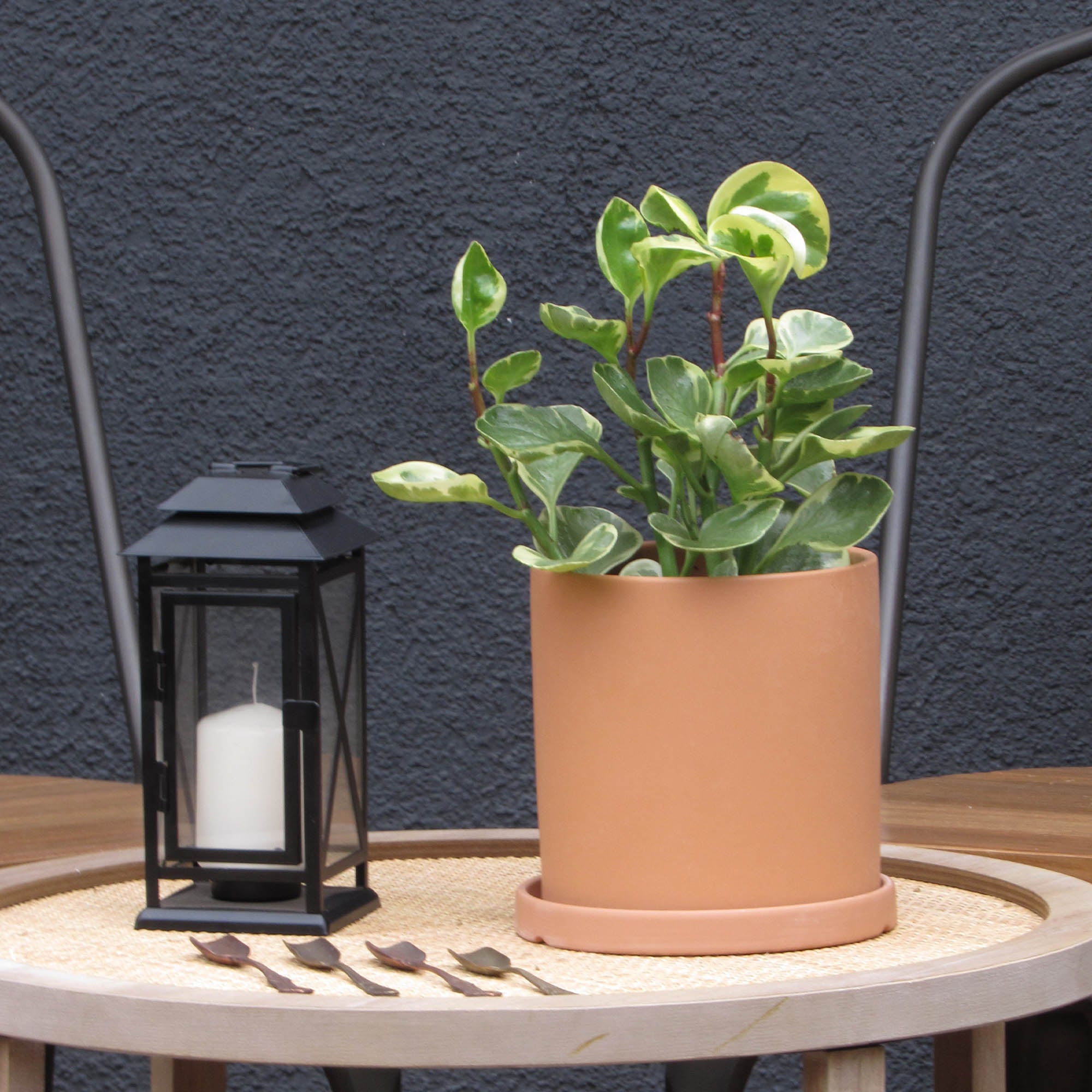 Peperomia obstusifolia variegada M