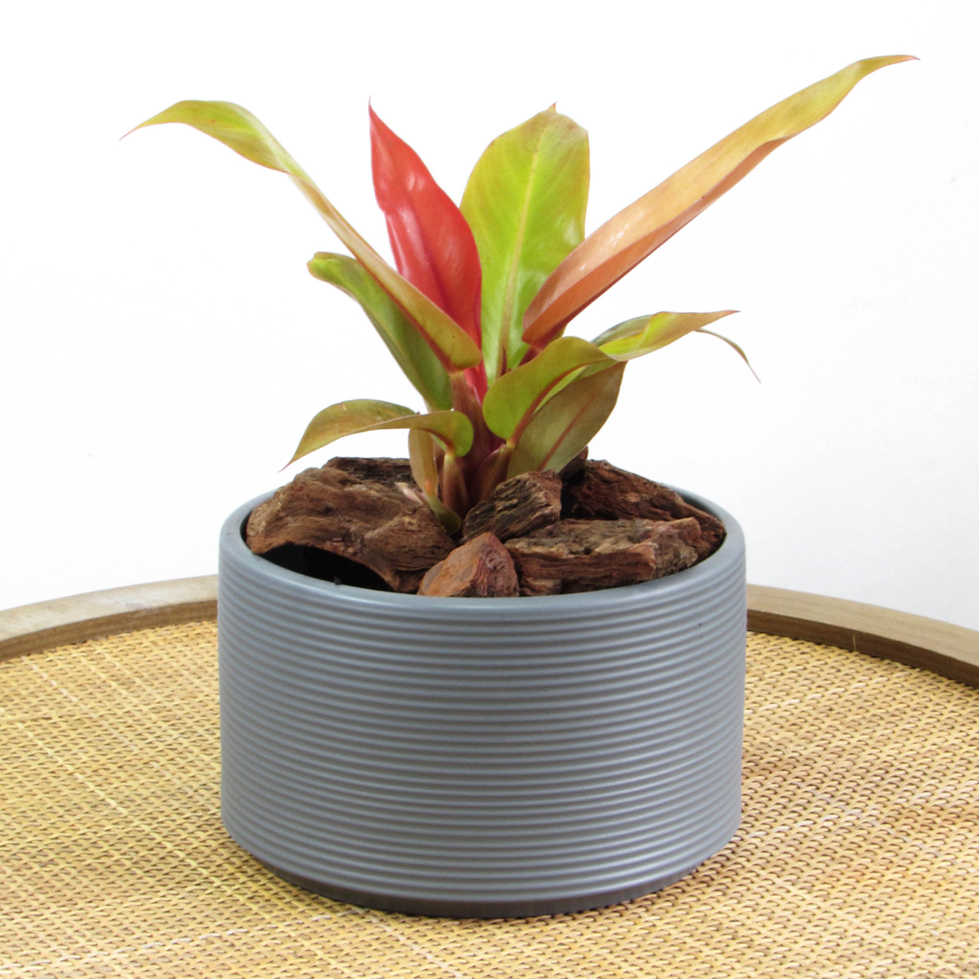 Philodendro Prince Of Orange M