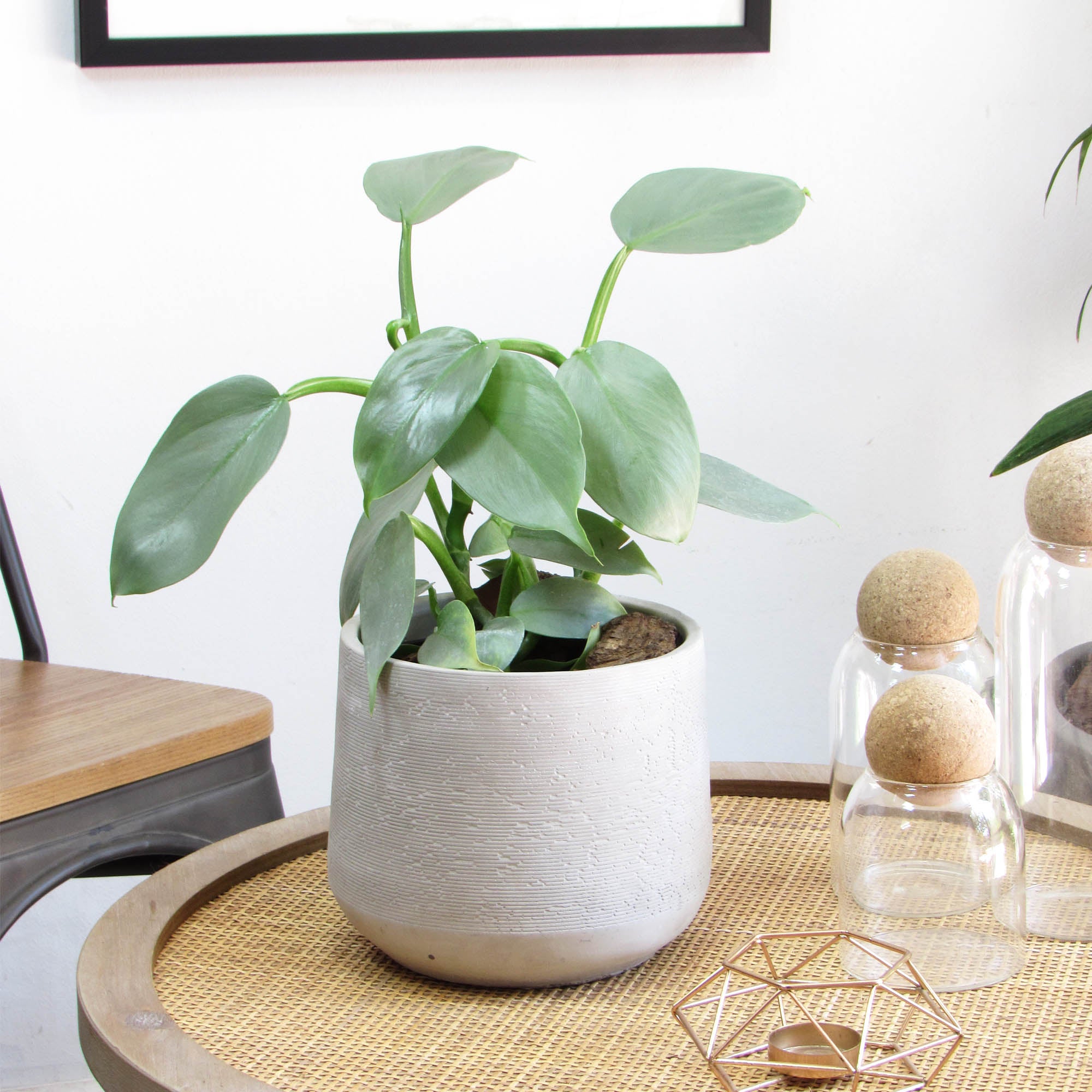 Philodendro Silver M