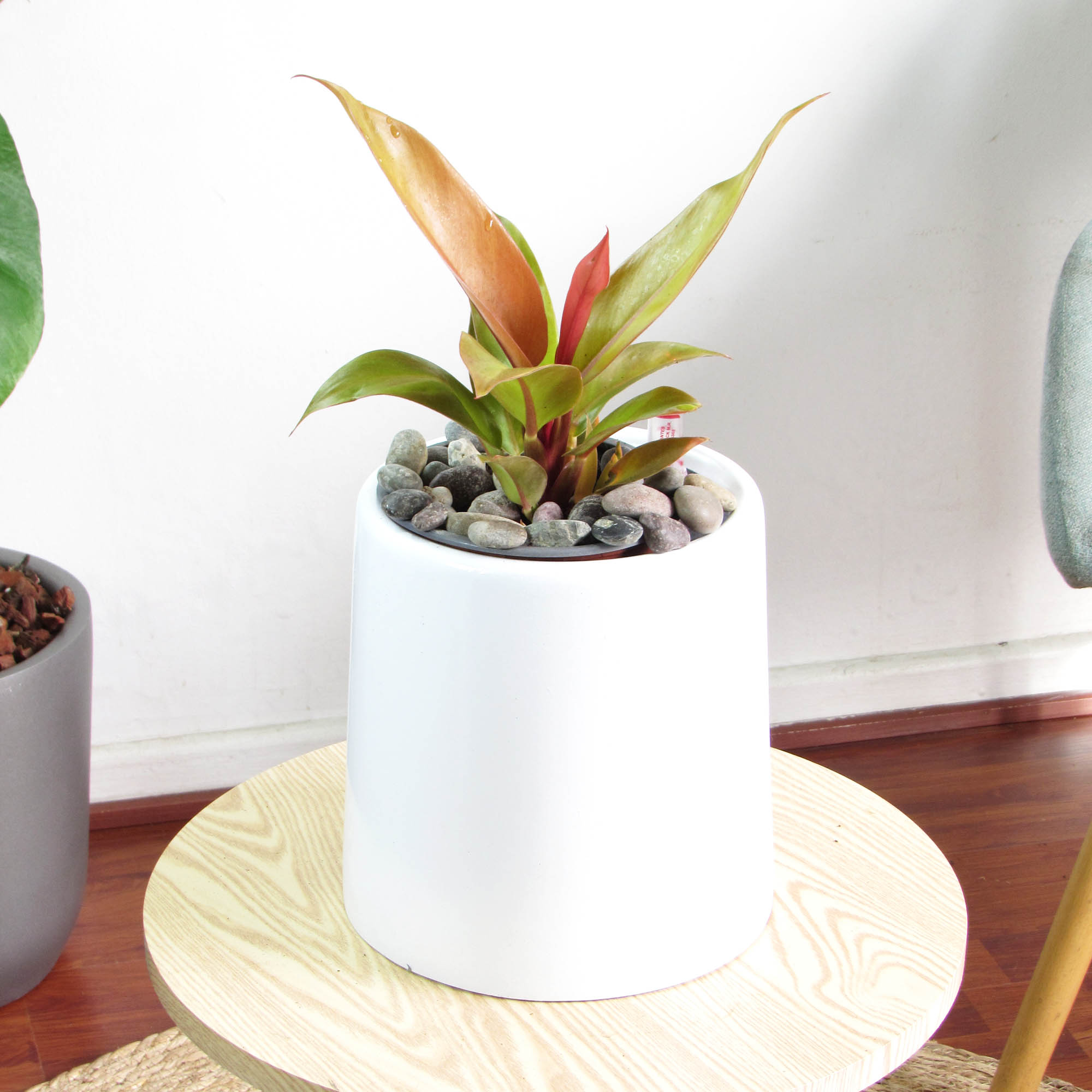 Philodendro Prince Of Orange M