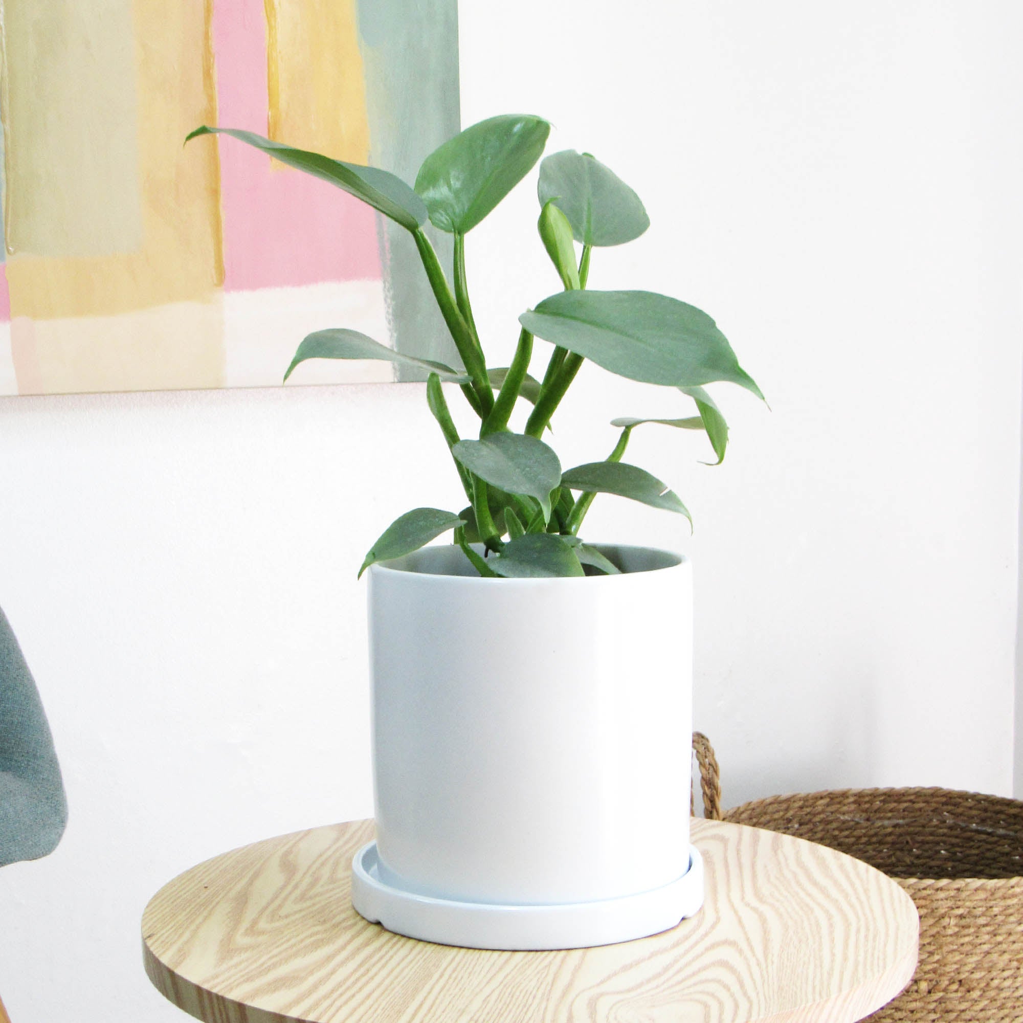 Philodendro Silver M