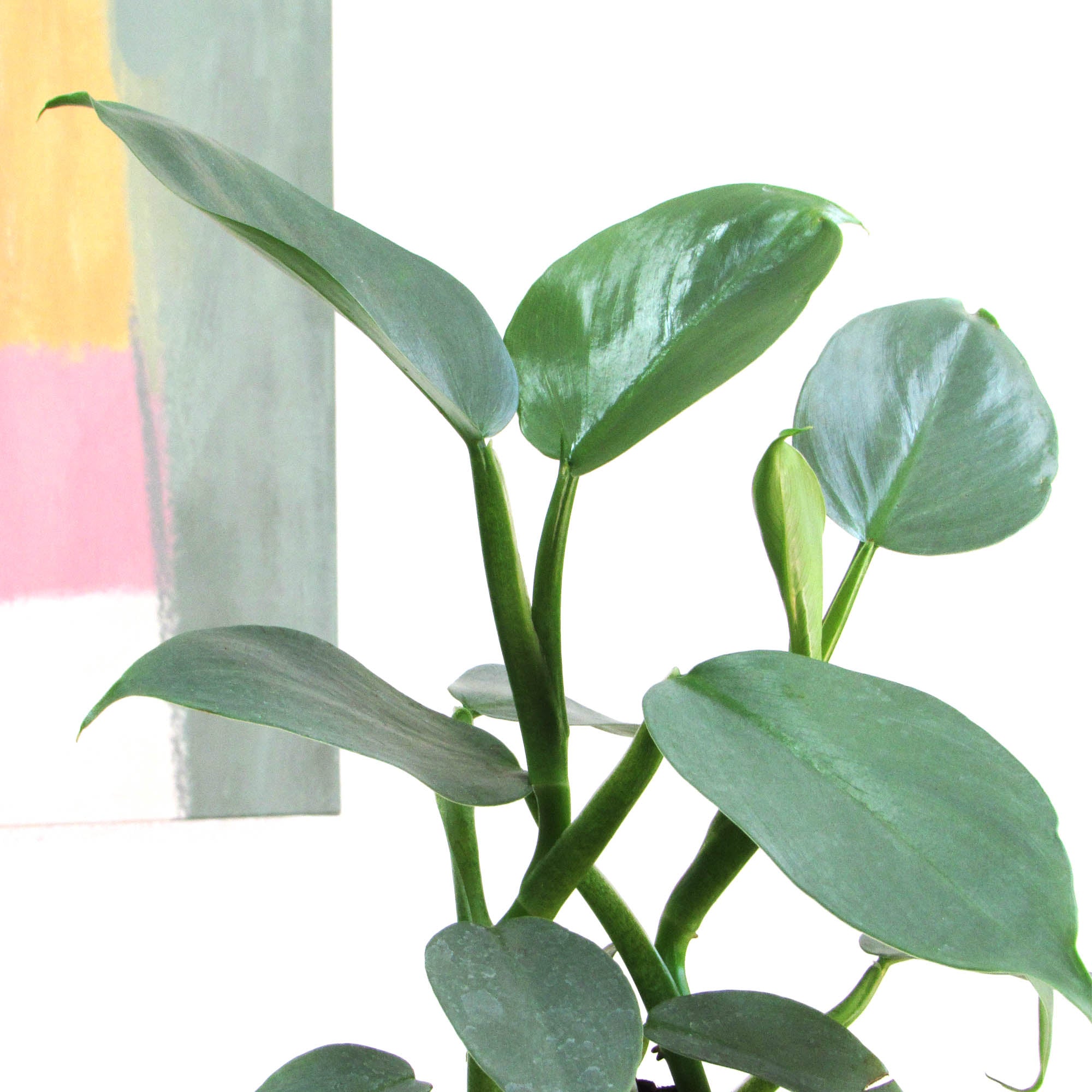 Philodendro Silver M