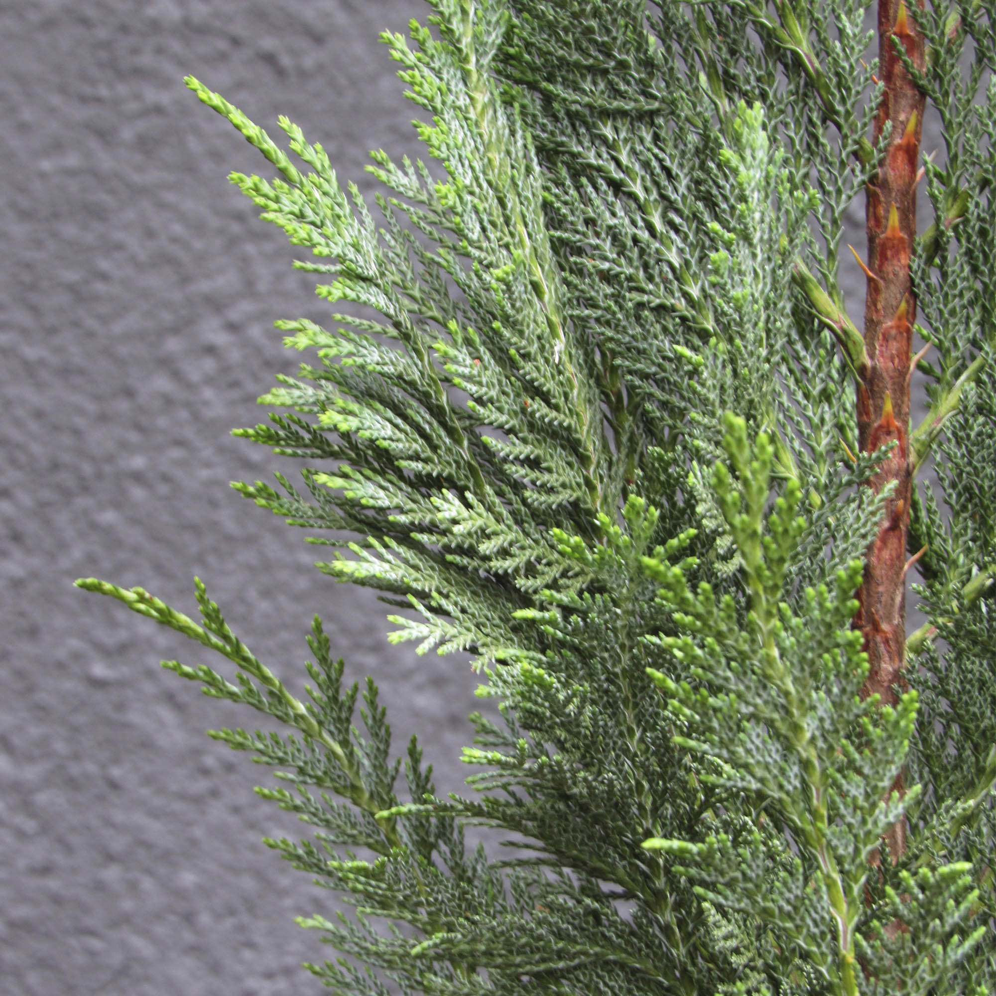 Pino Chamaencyparis allumi