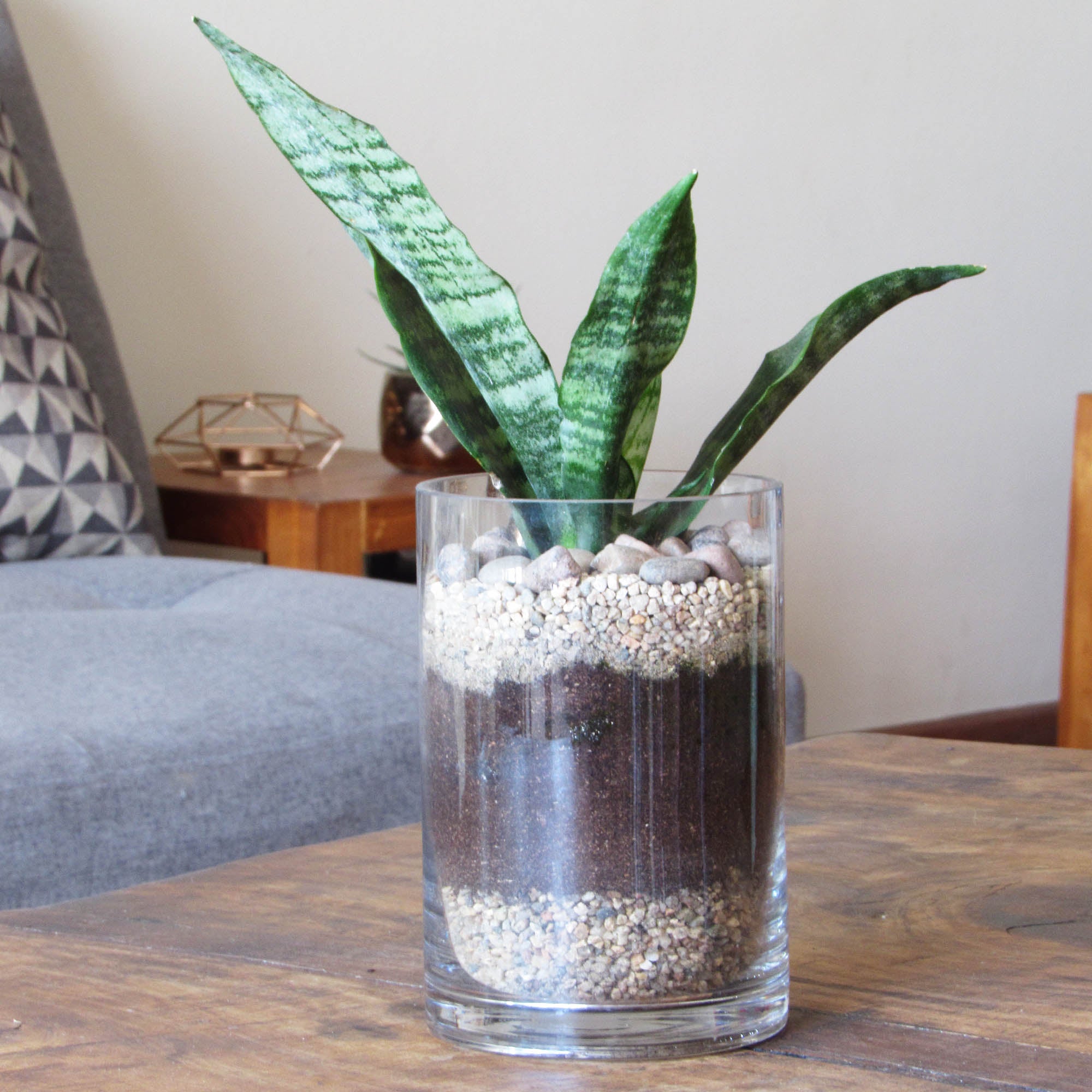 Sansevieria en Vidrio