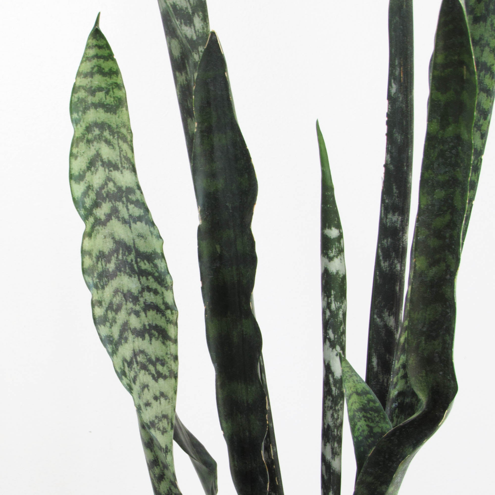 Sansevieria L