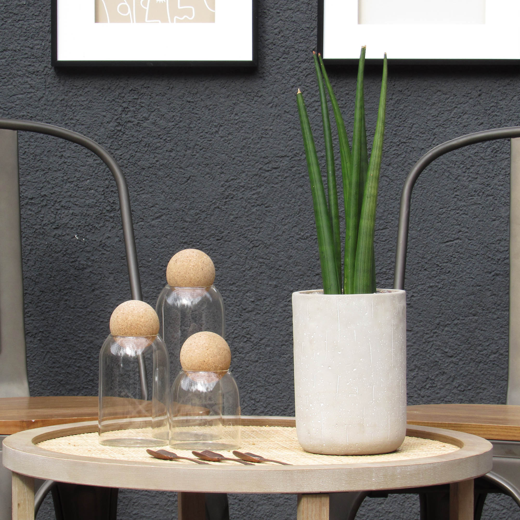 Sansevieria Cylindrica Tagua