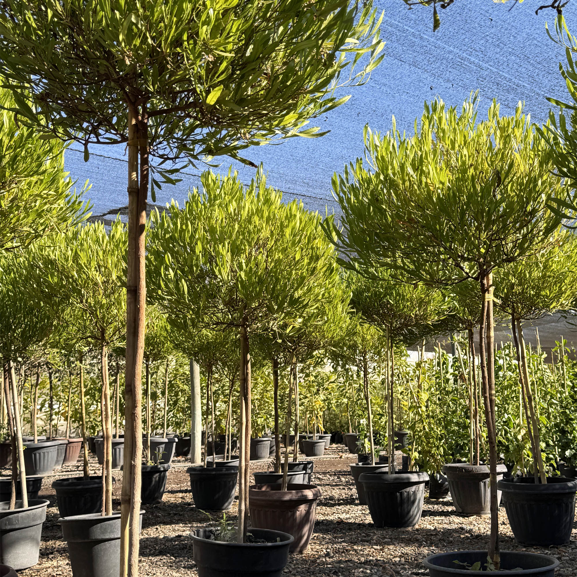 Stenocarpus pie alto Verde XL