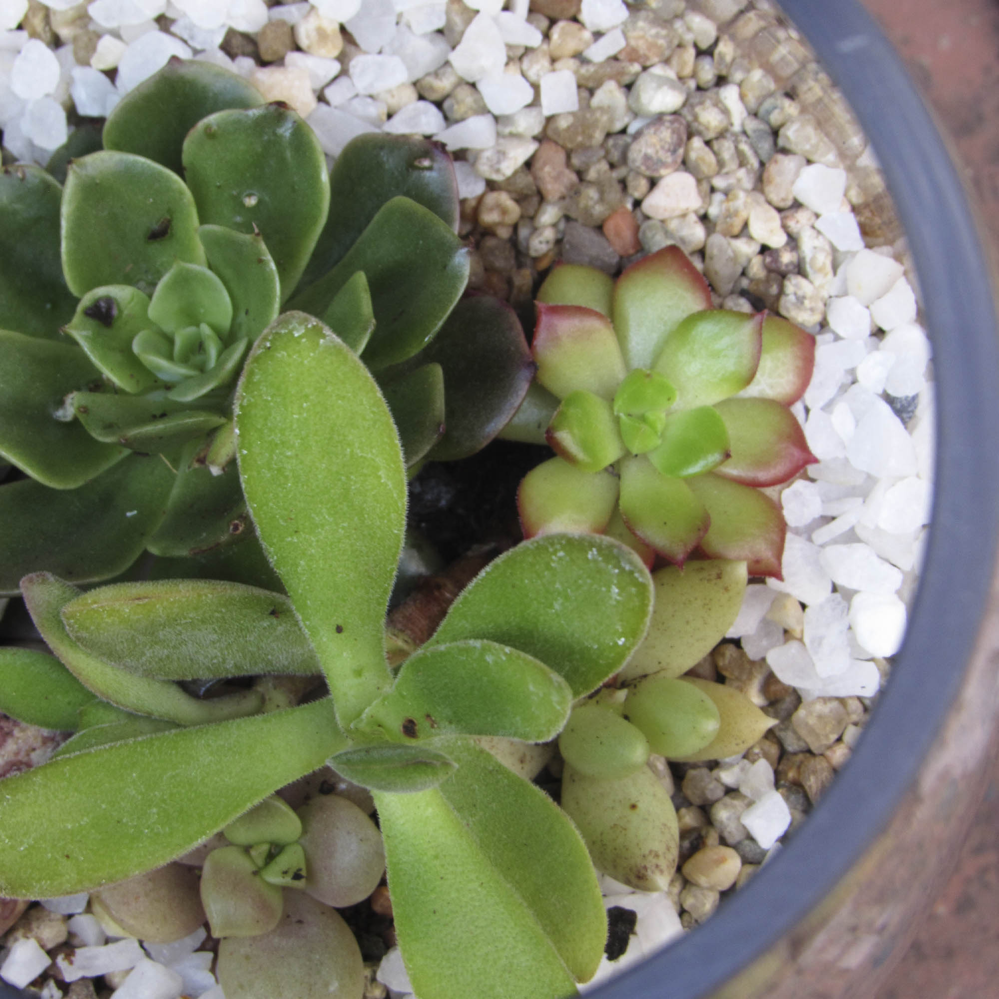 Mini jardín Suculentas en Vidrio