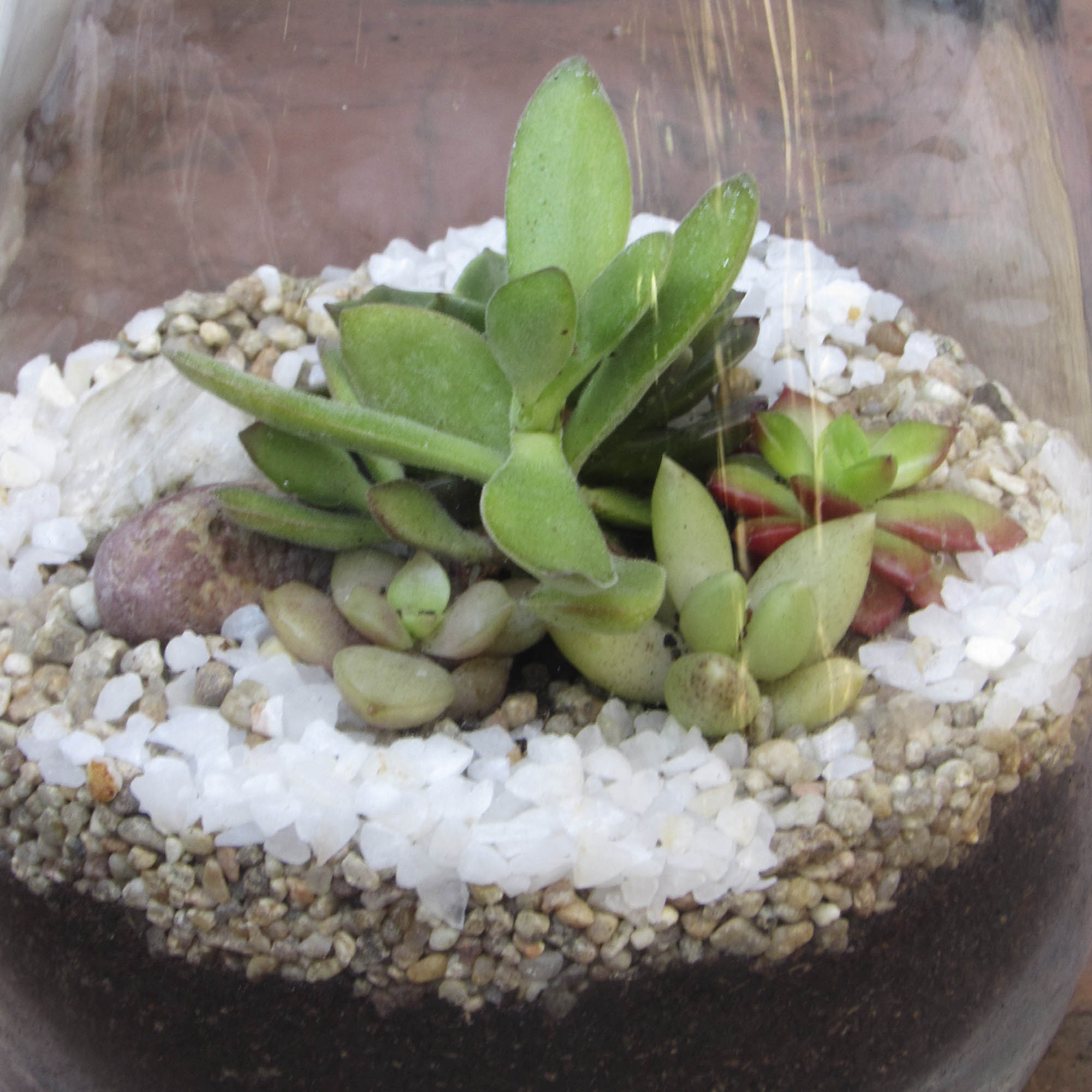 Mini jardín Suculentas en Vidrio