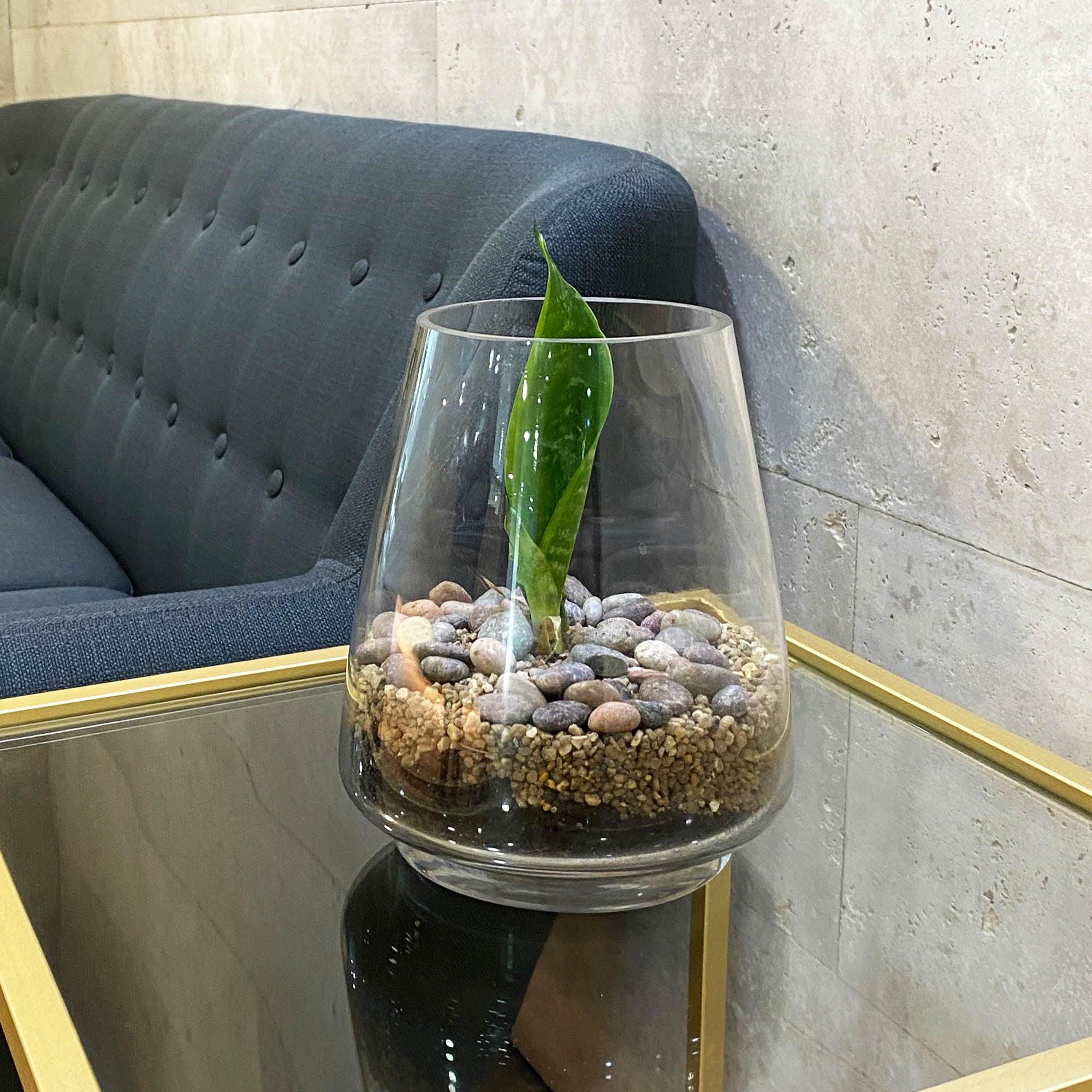 Terrario Sansevieria