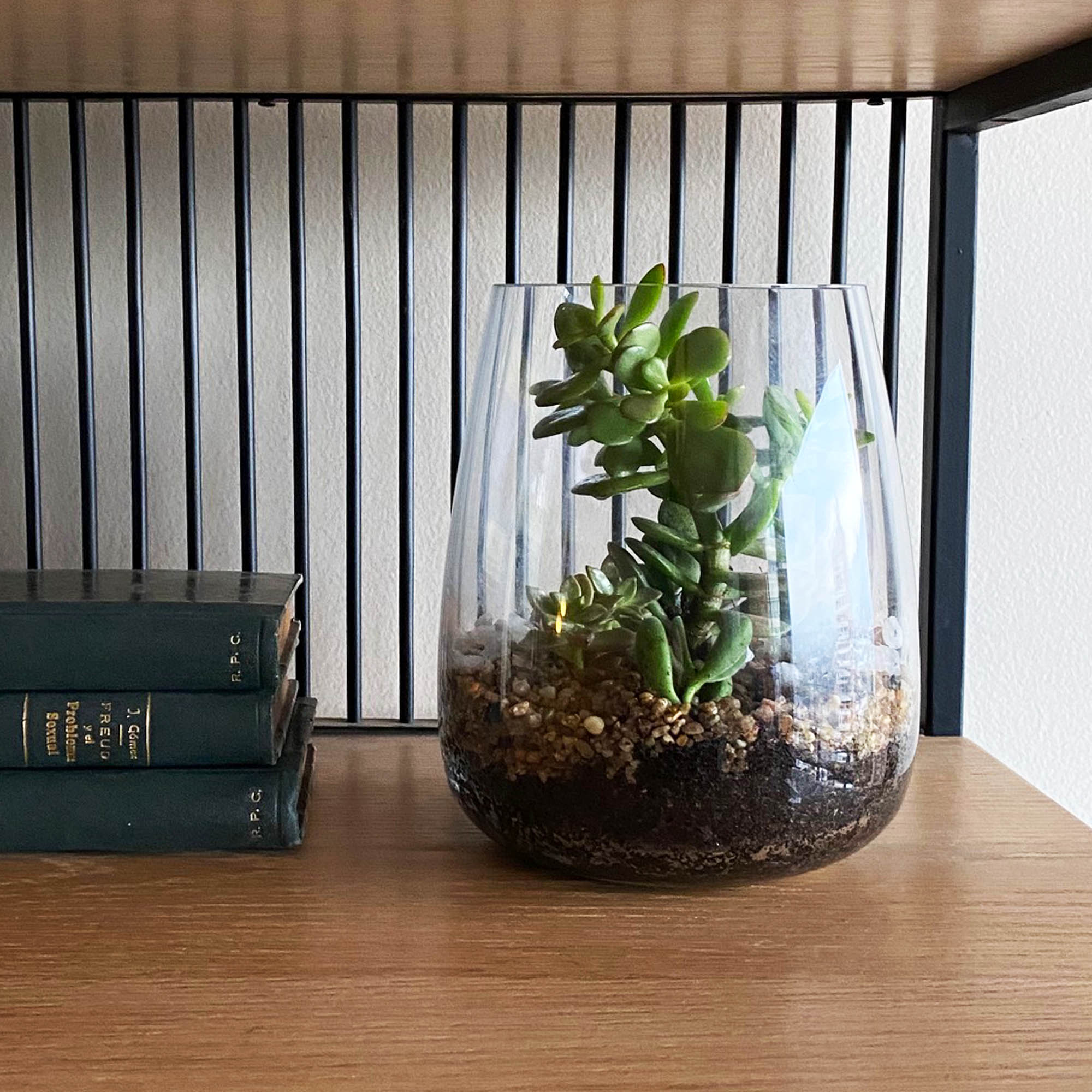 Suculentas en Vidrio